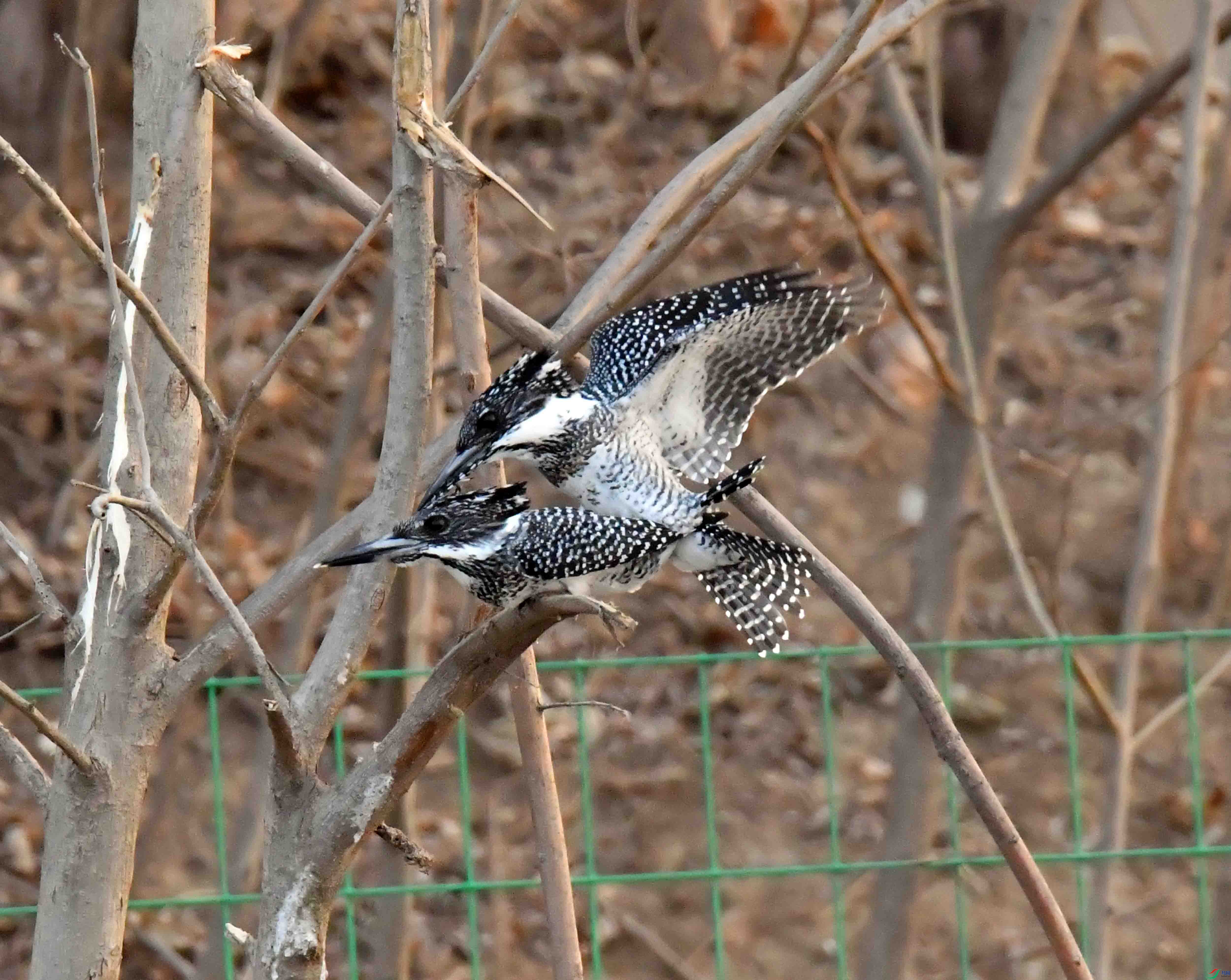 DSC_3892.JPG