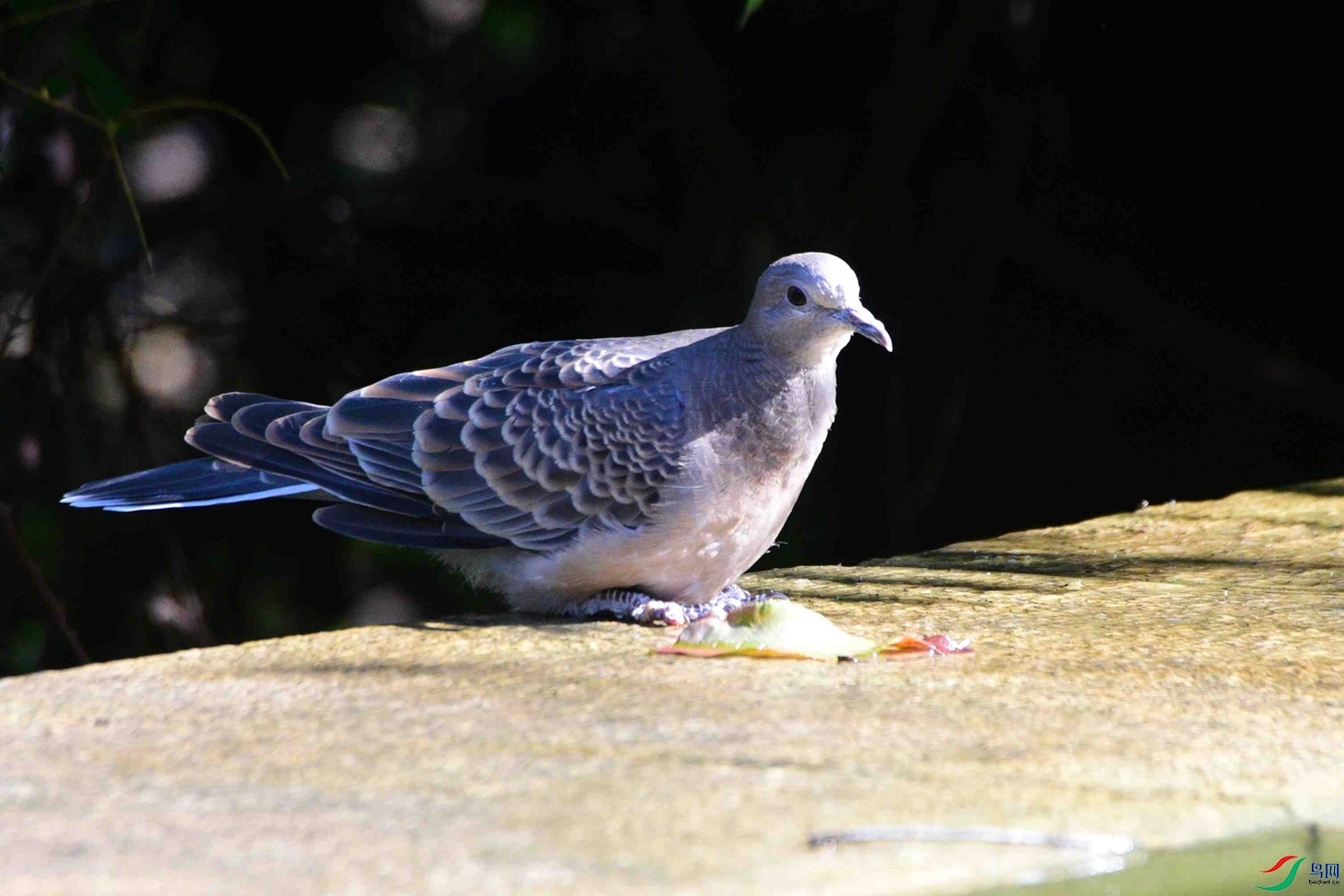 DSC_8866.JPG