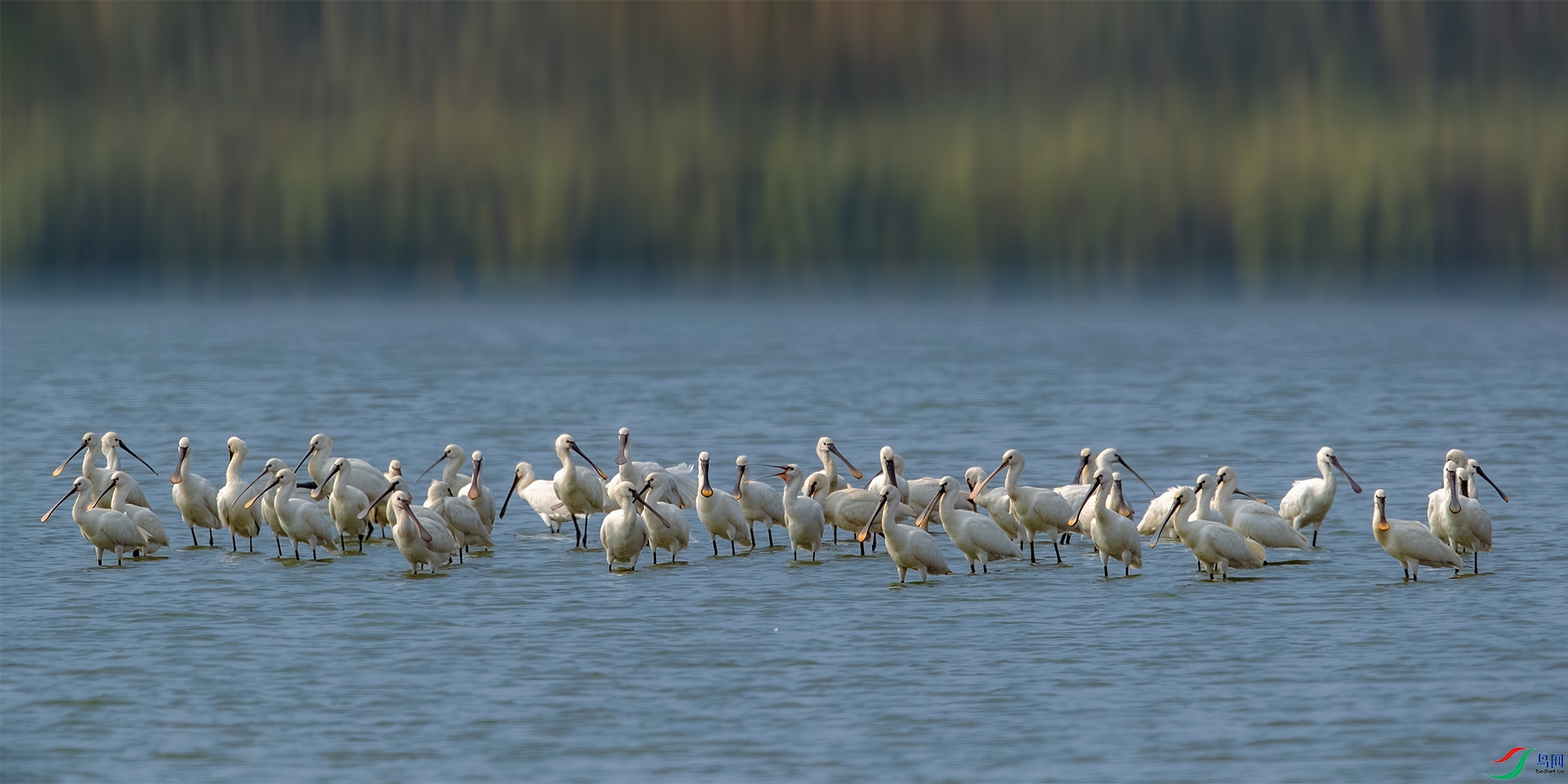 BE5I9577-����ǿ-NR ����С.jpg