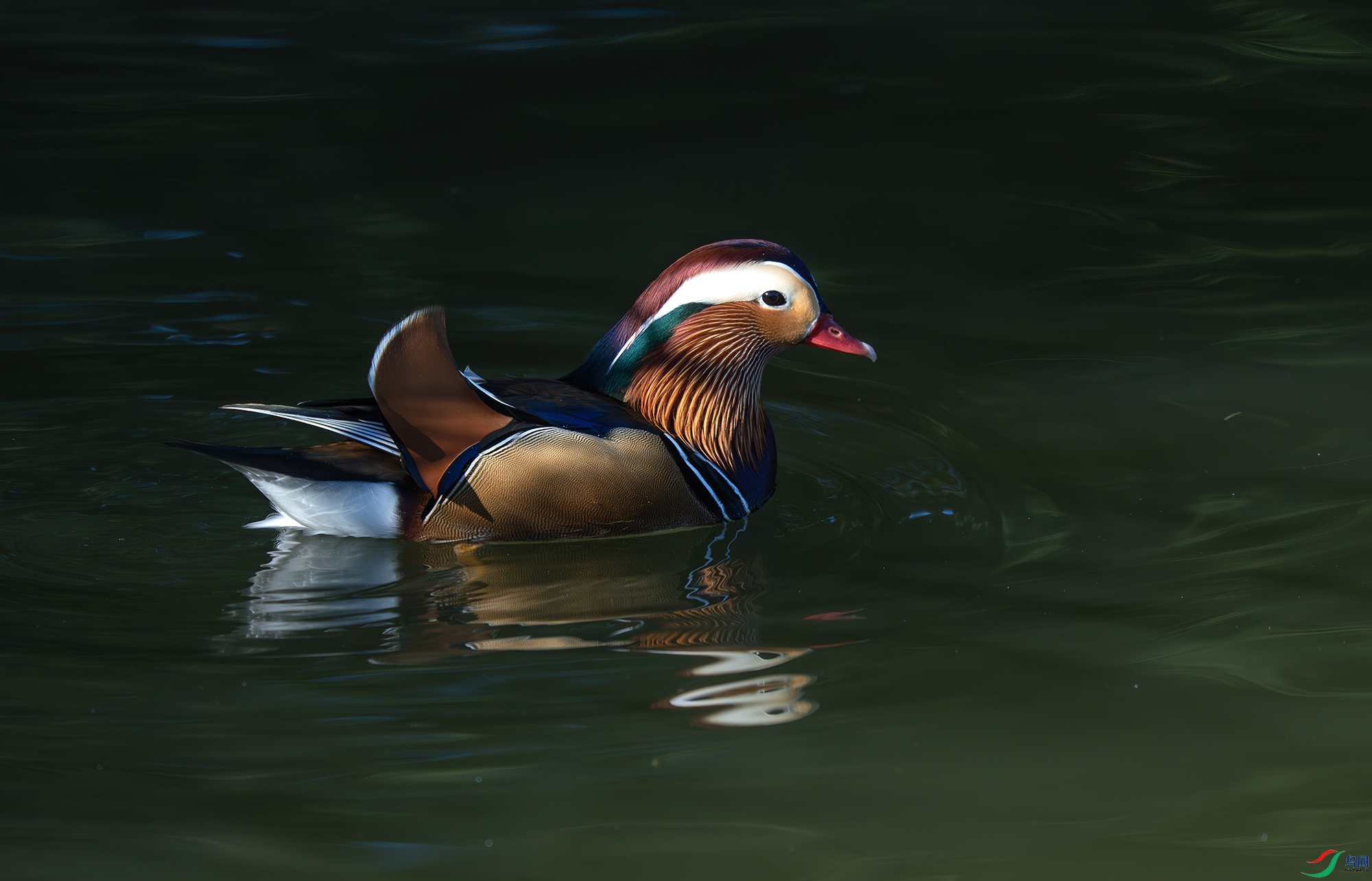DSC_6694-����ǿ-NR ����.jpg