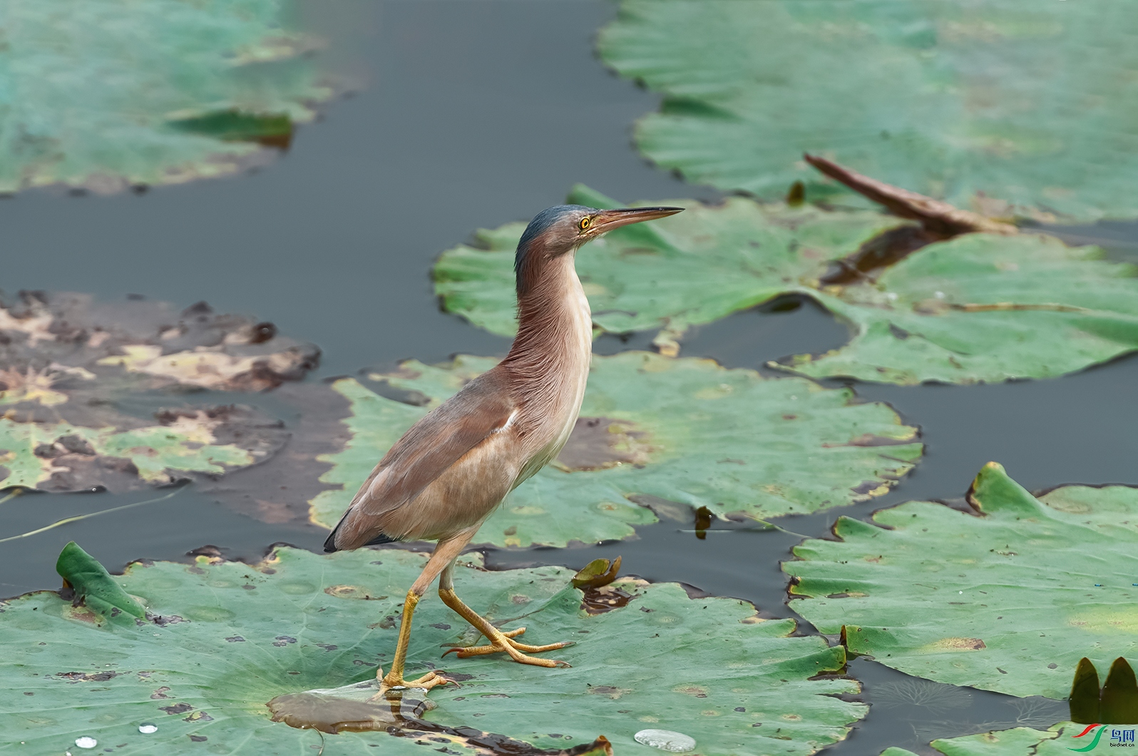 4DSC_0255_DxOa.jpg