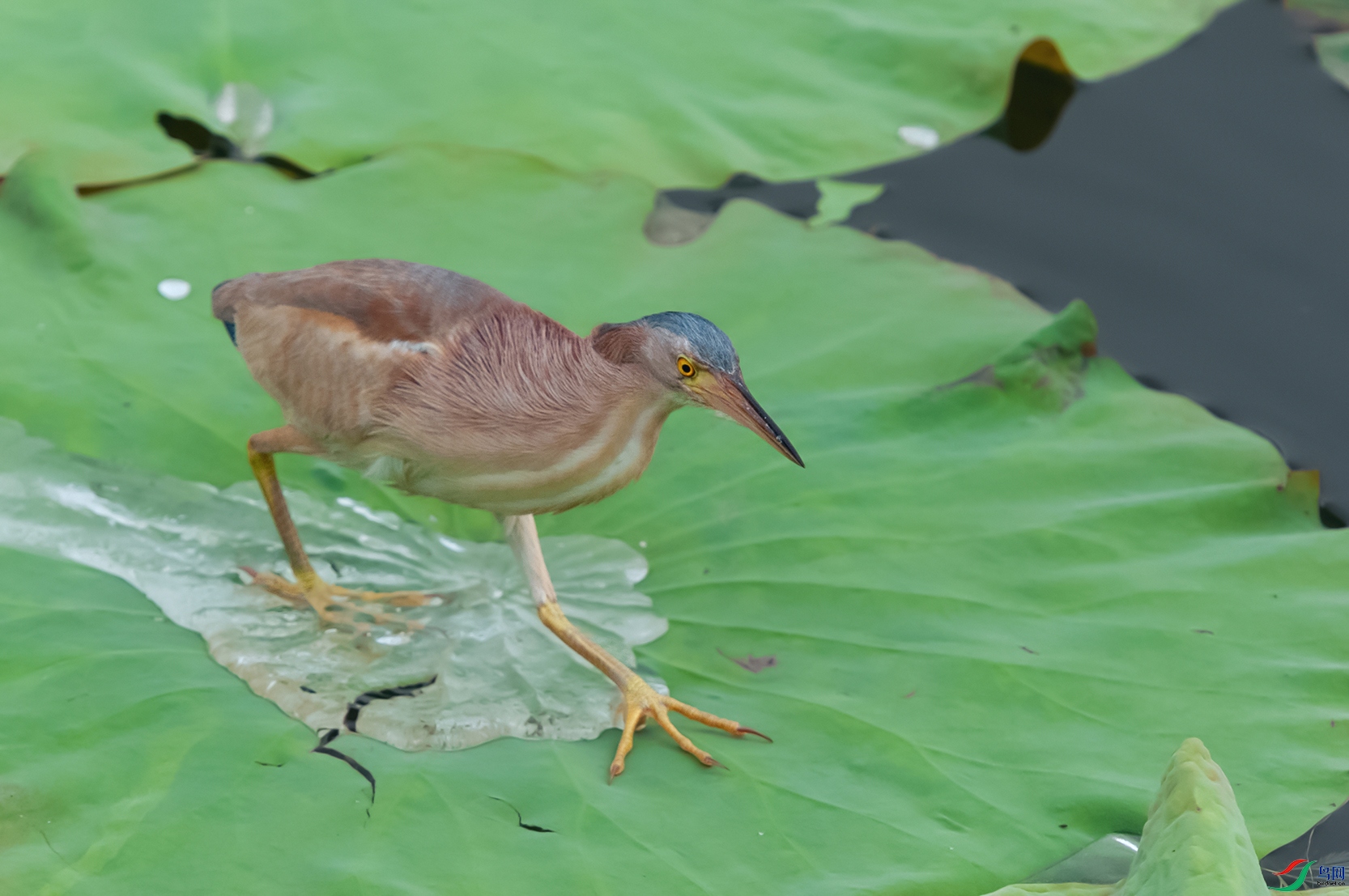 1DSC_0208_DxOa.jpg