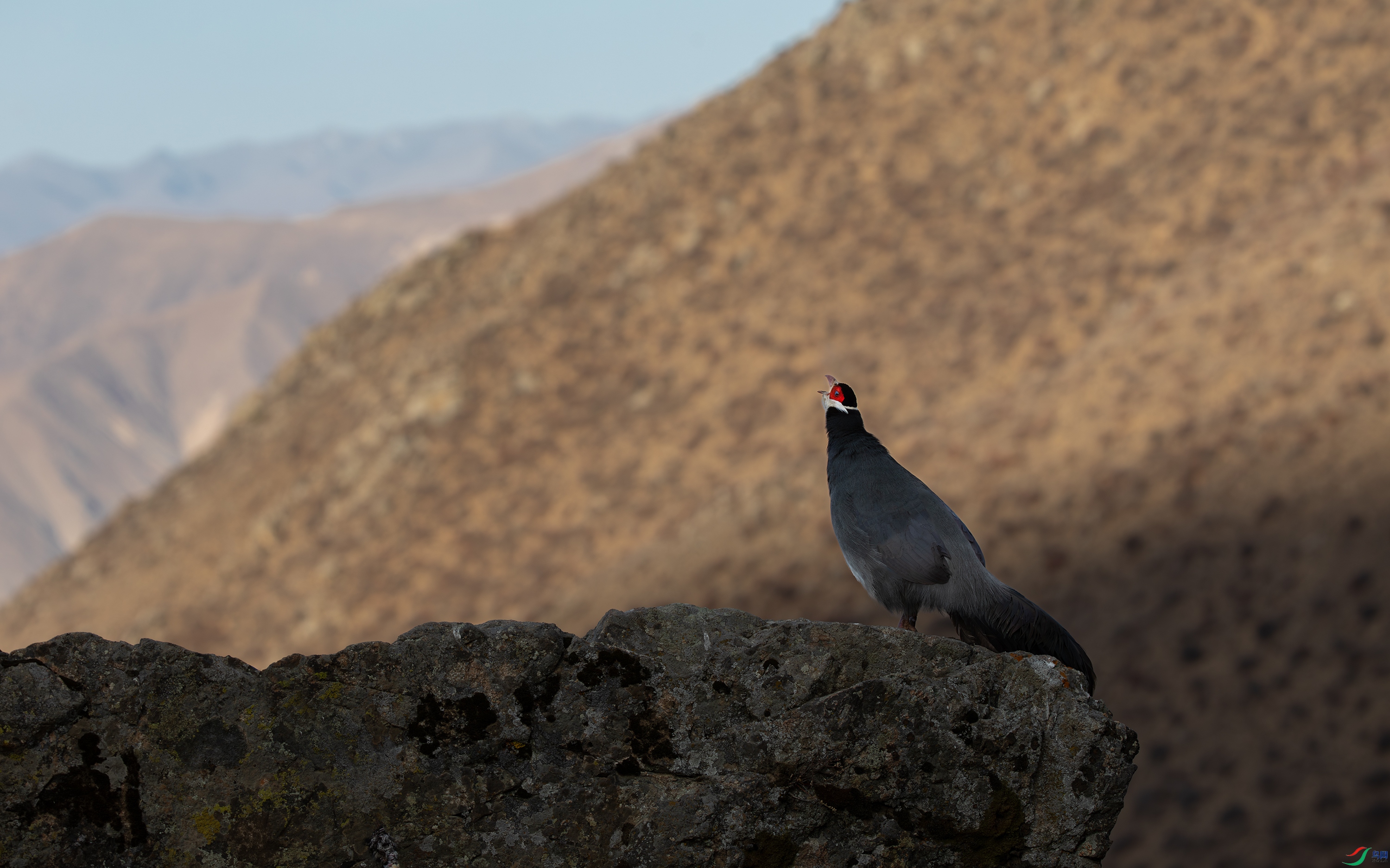 _S5A9821-����ǿ-NR ����.jpg