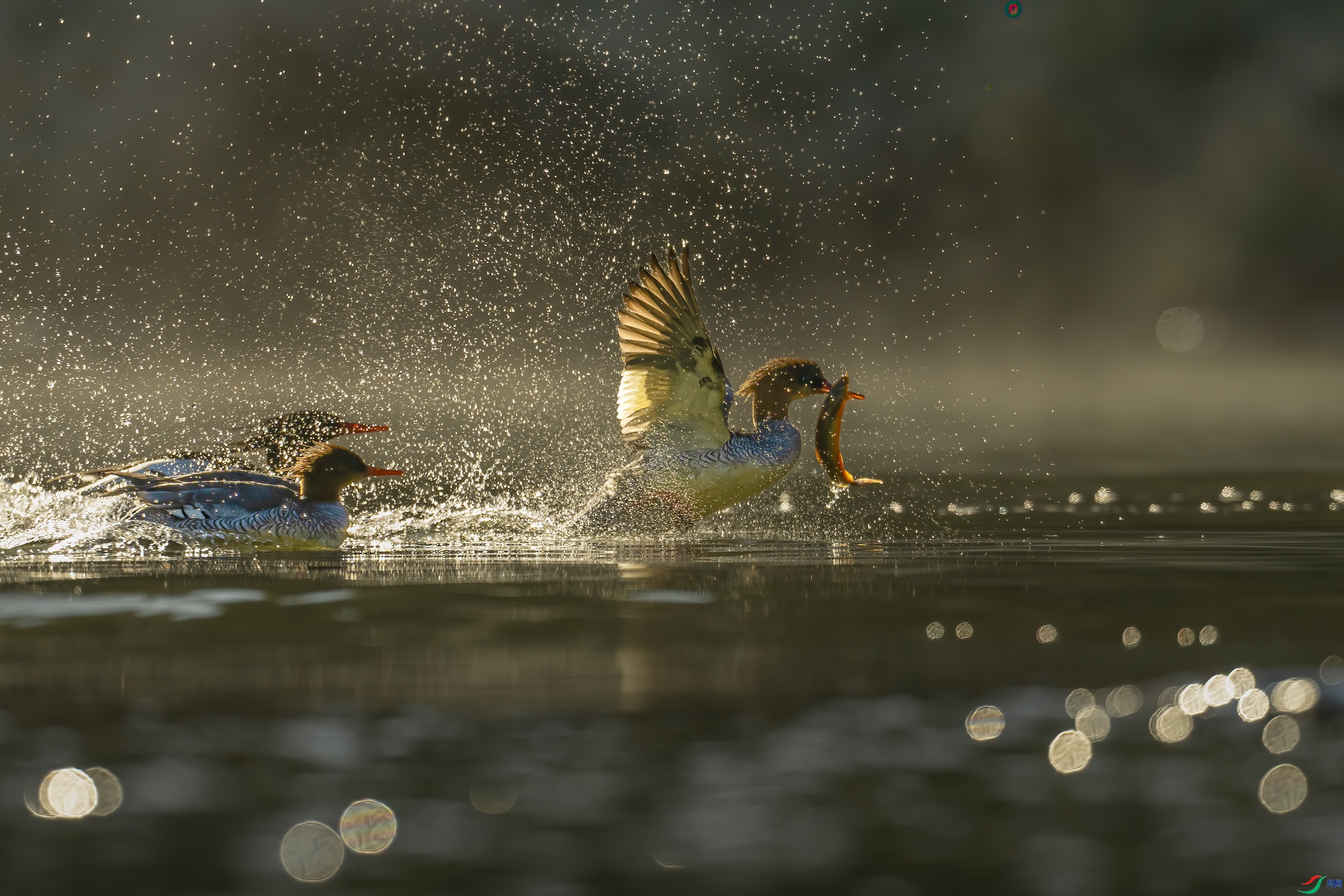 10.9����·��ʦ��Ʒ   ͻΧ ��ף���ٻ����������.jpg