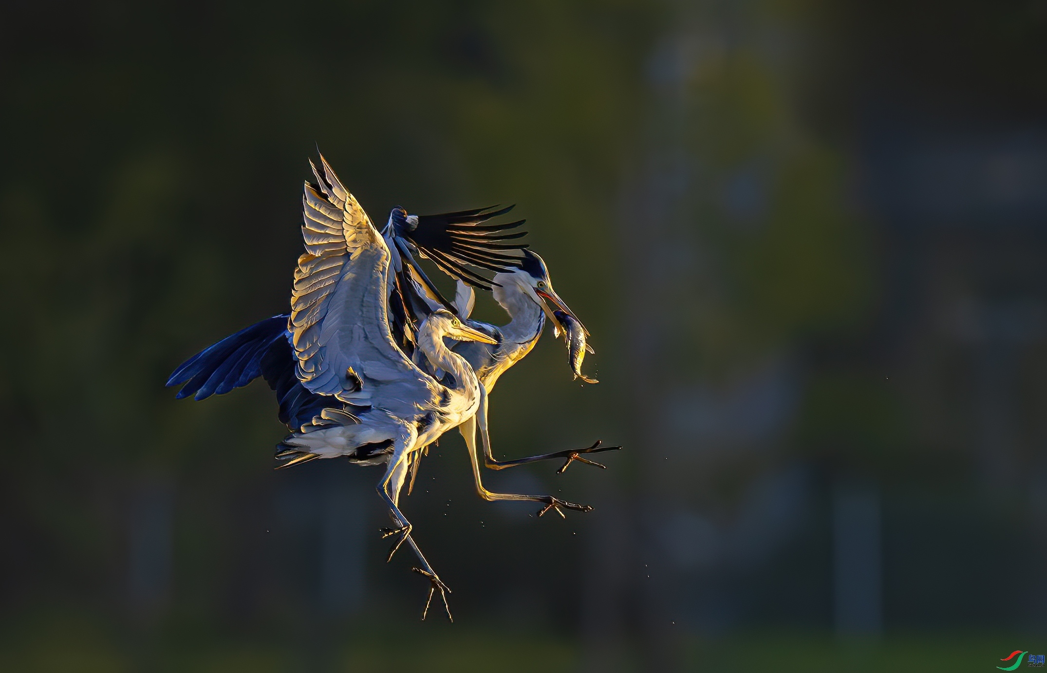 10.10����һɫYU��ʦ��Ʒ   ��ʳ ��ף���ٻ��Ա������.jpg