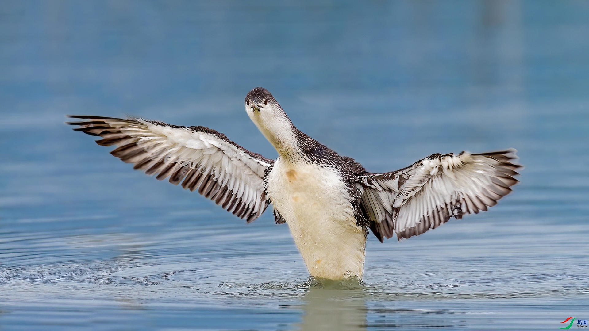 10.10�ƽ�Ҷ��ʦ��Ʒ   ���Ǳ�񡪡��������� ��ף���ٻ����Ѿ�����.jpg