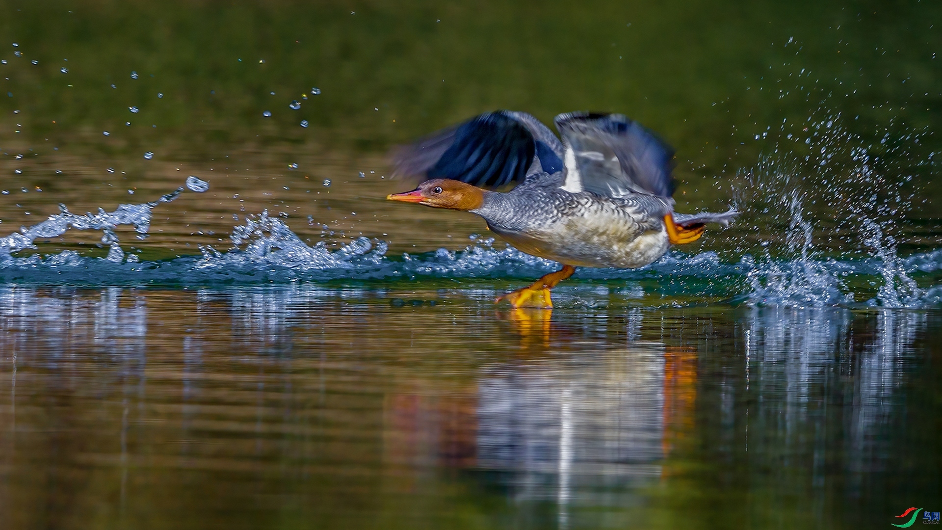 10.12�ƽ�Ҷ��ʦ��Ʒ   ��ɳѼ����׷����� ��ף���ٻ����Ѿ�����.jpg