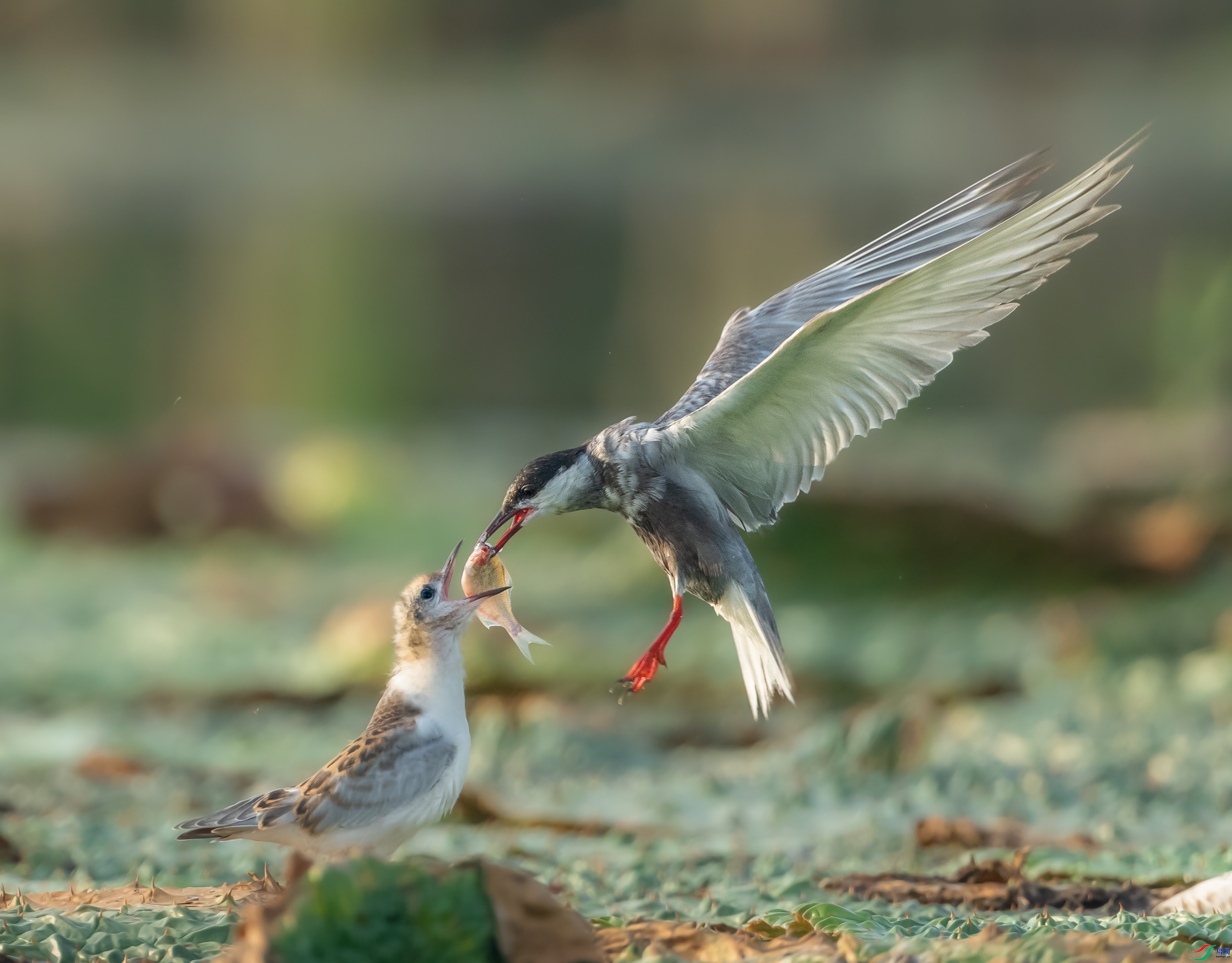 10.14�����ʦ��Ʒ   ���� ��ף���ٻ���Ӱʦ������.jpg