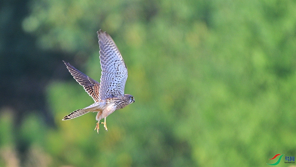 DSC_7950.JPG