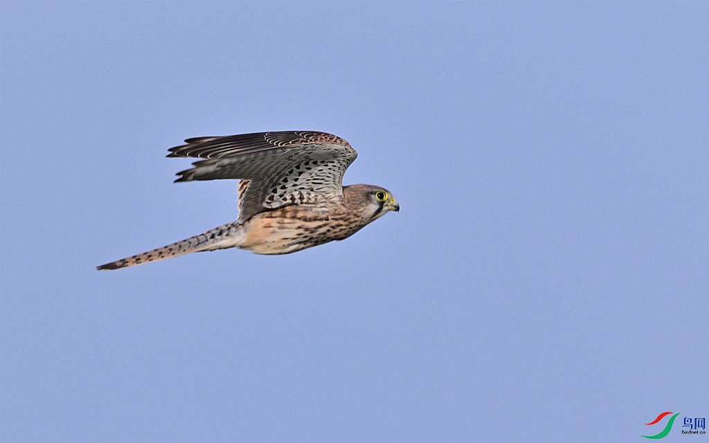 DSC_8116.JPG