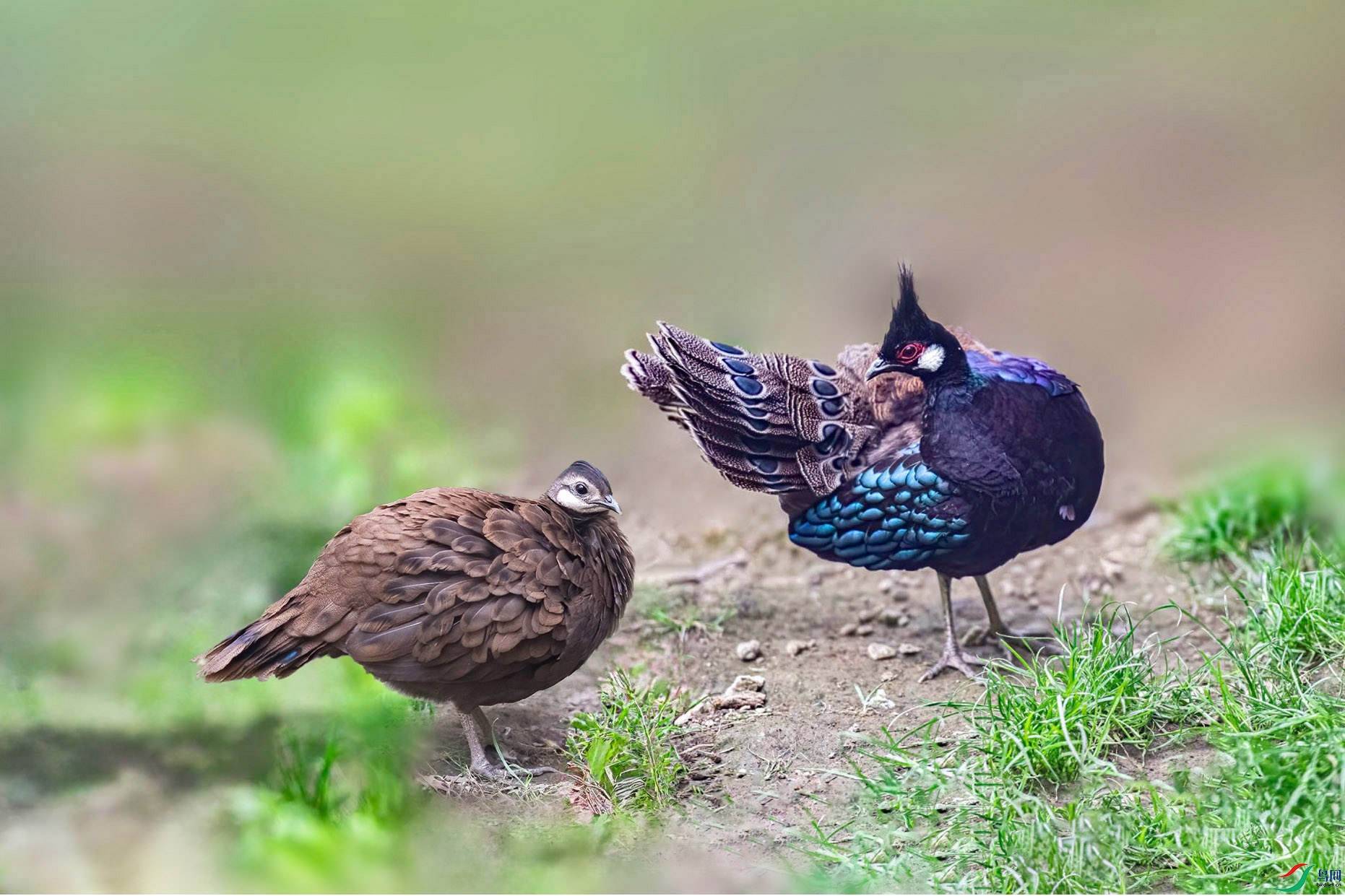 ��������ȸ��