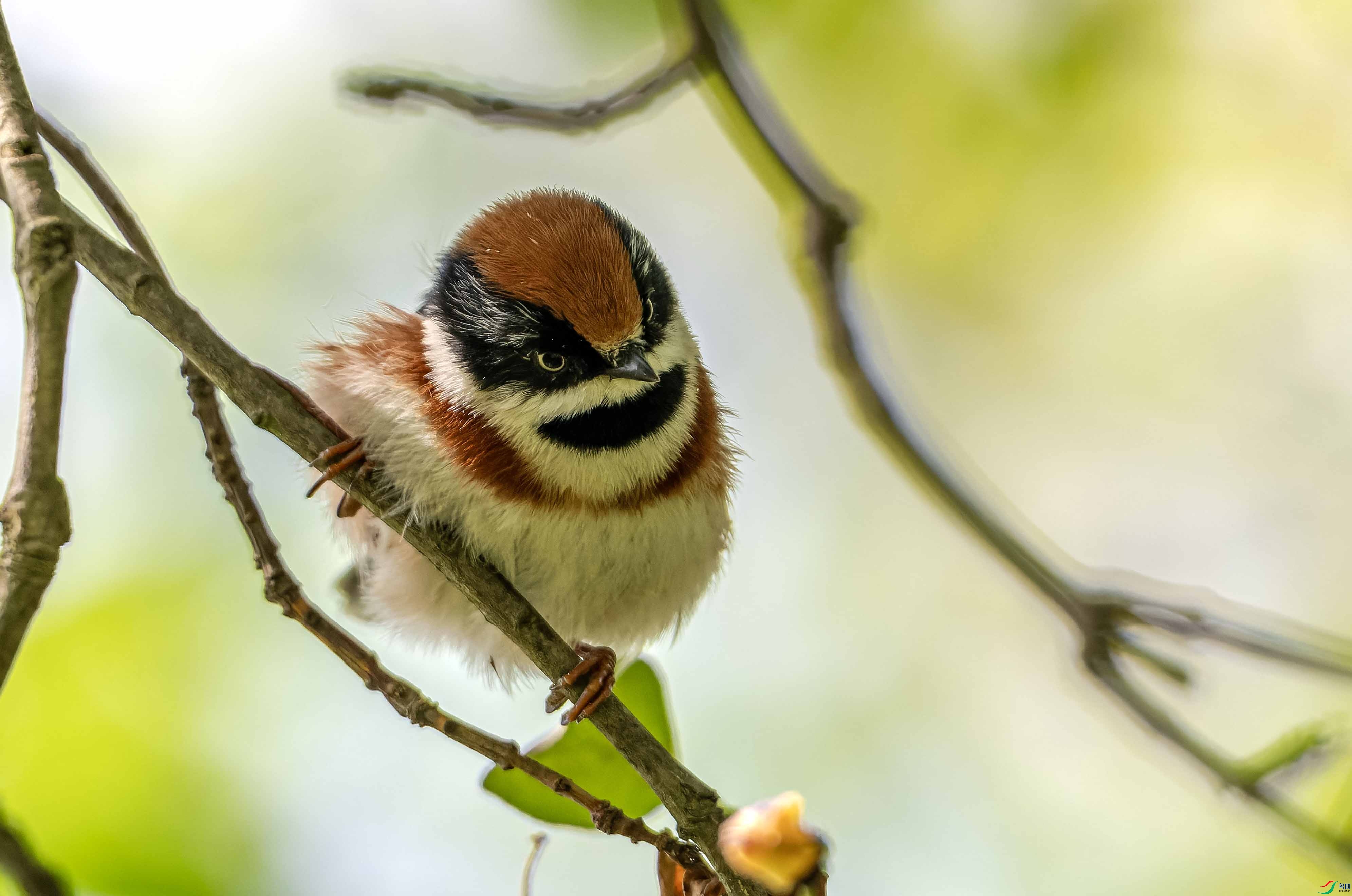 DSC_3453-NEF_DxO_DeepPRIME ���� 2.jpg