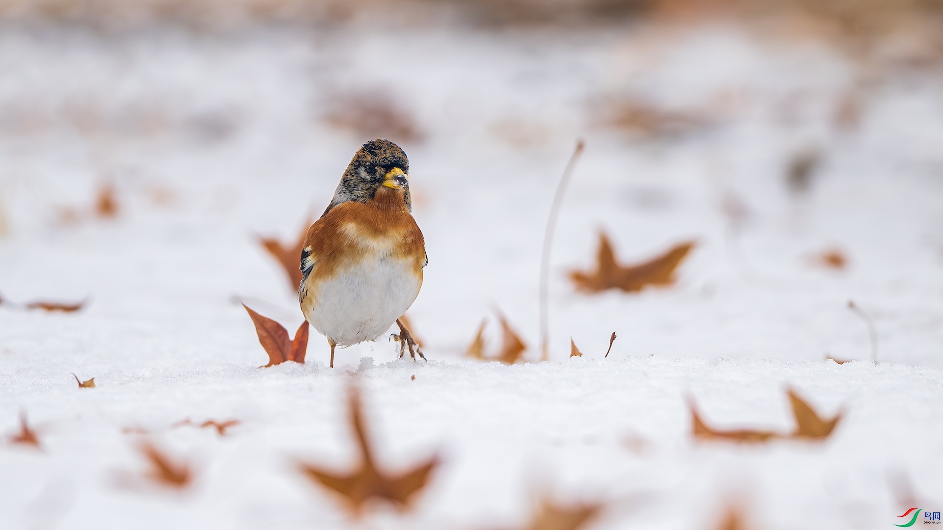 1_DSC0023-����ǿ-NR ����.jpeg