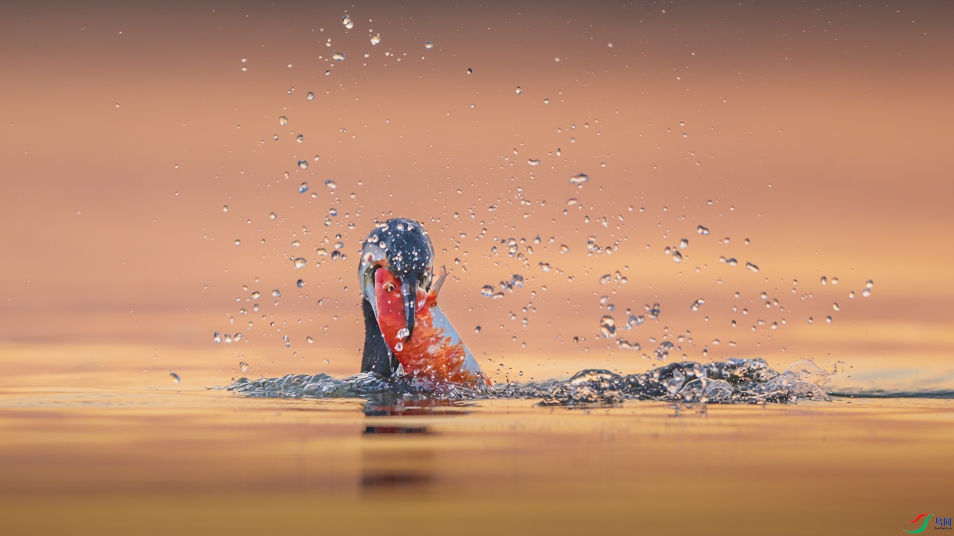 1_XXL2367 ����.jpeg