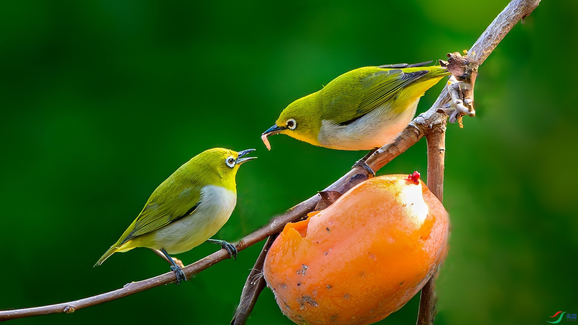 1_XXL8373-����ǿ-NR-1-1-1 2-1.jpeg