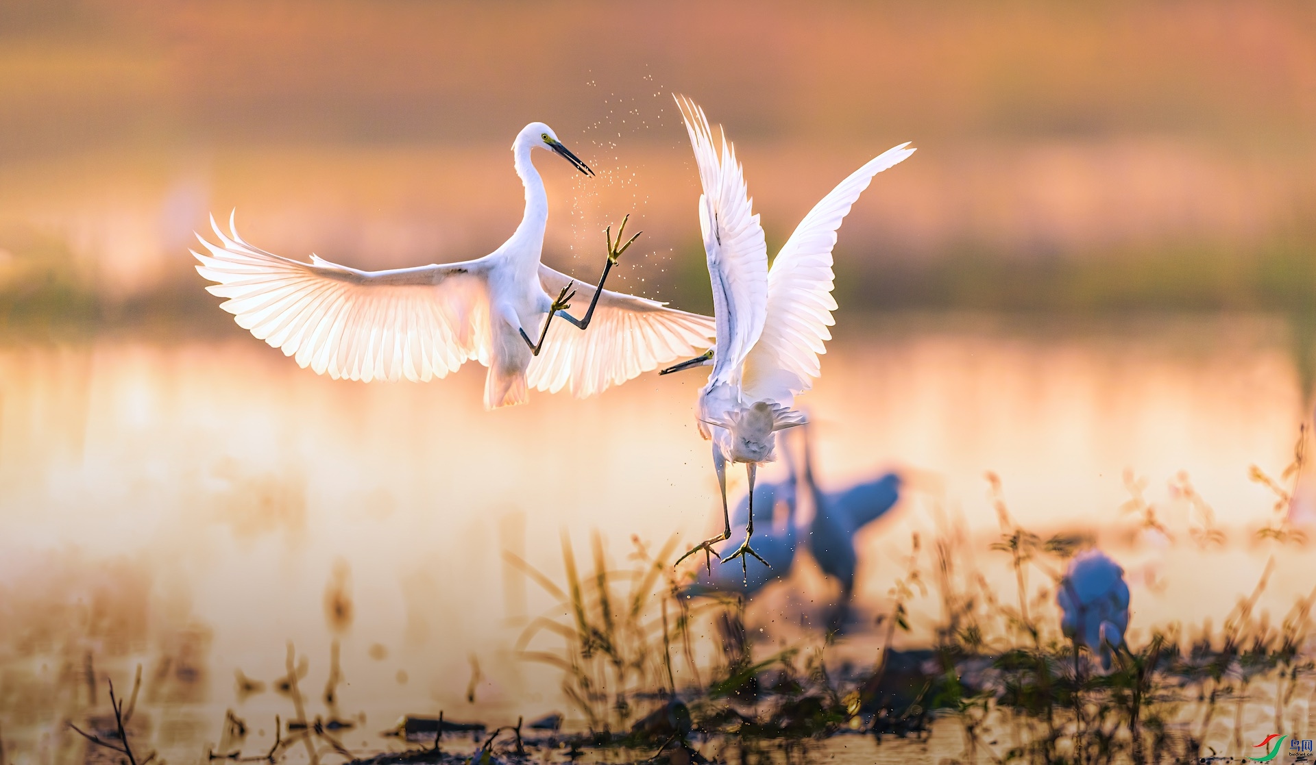 1XXL_3456-1 �����ĸ���.jpeg