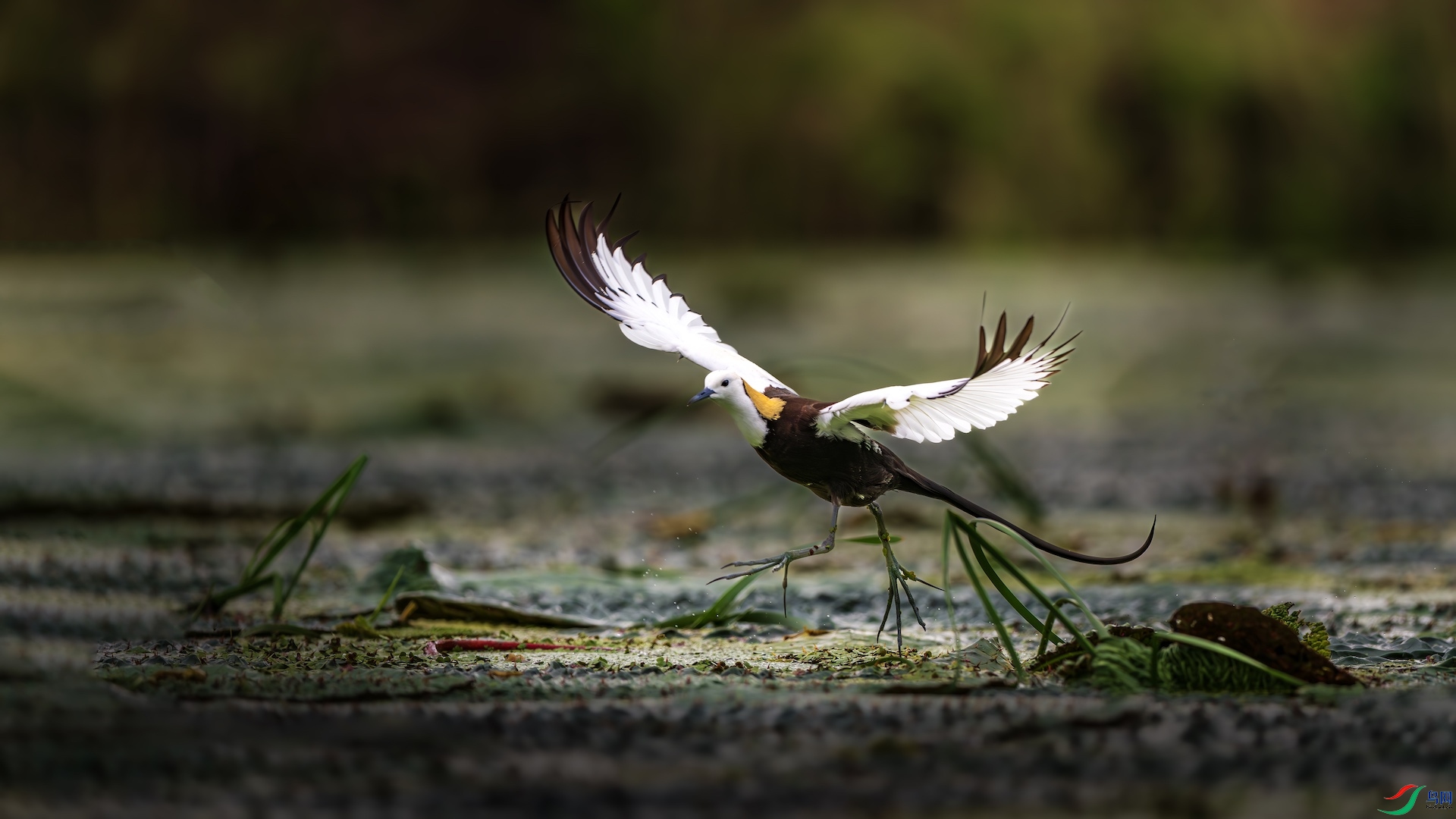 2_XXL5014-����ǿ-NR ����.jpeg