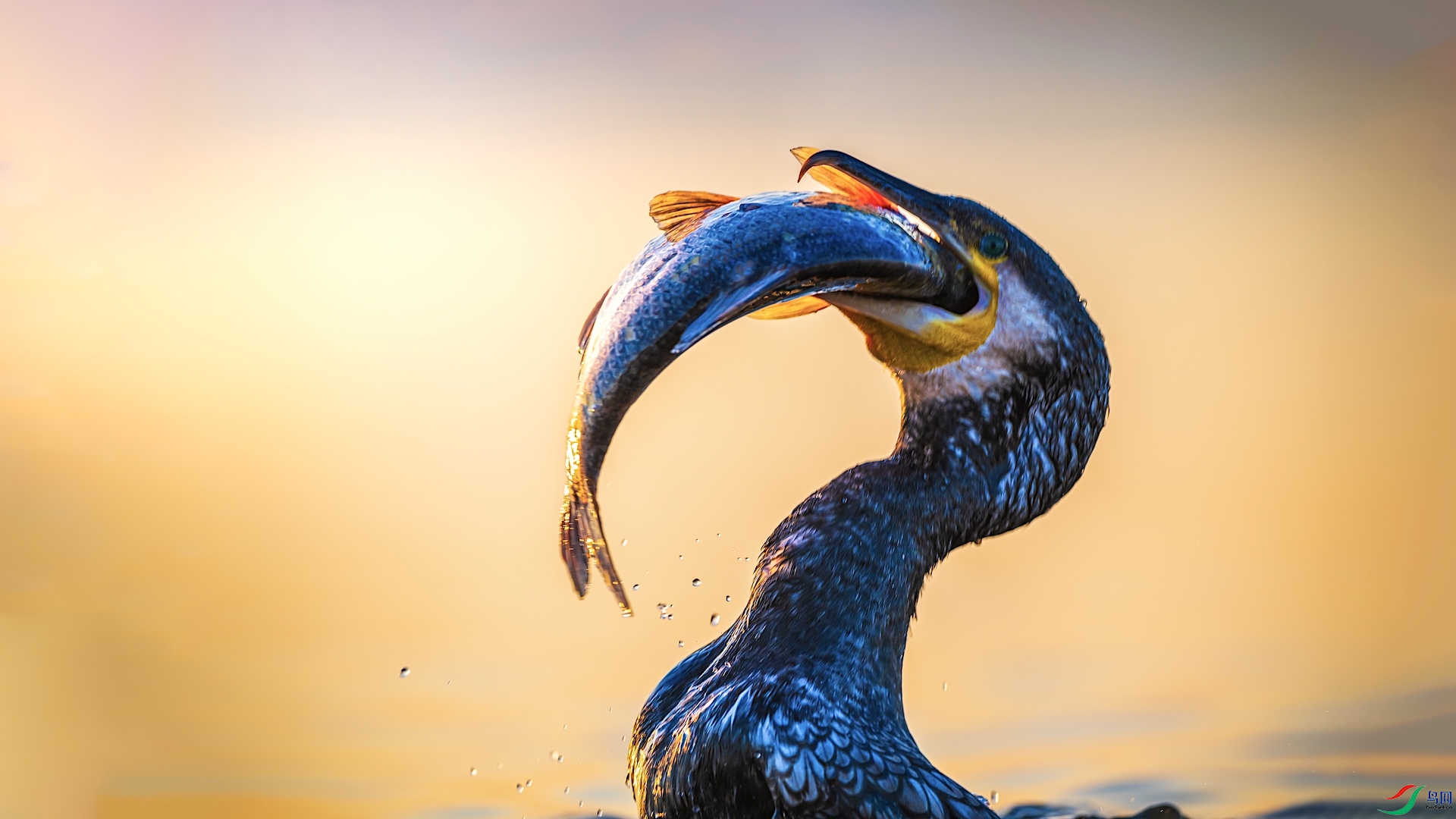 2_XXL9850 ����.jpeg