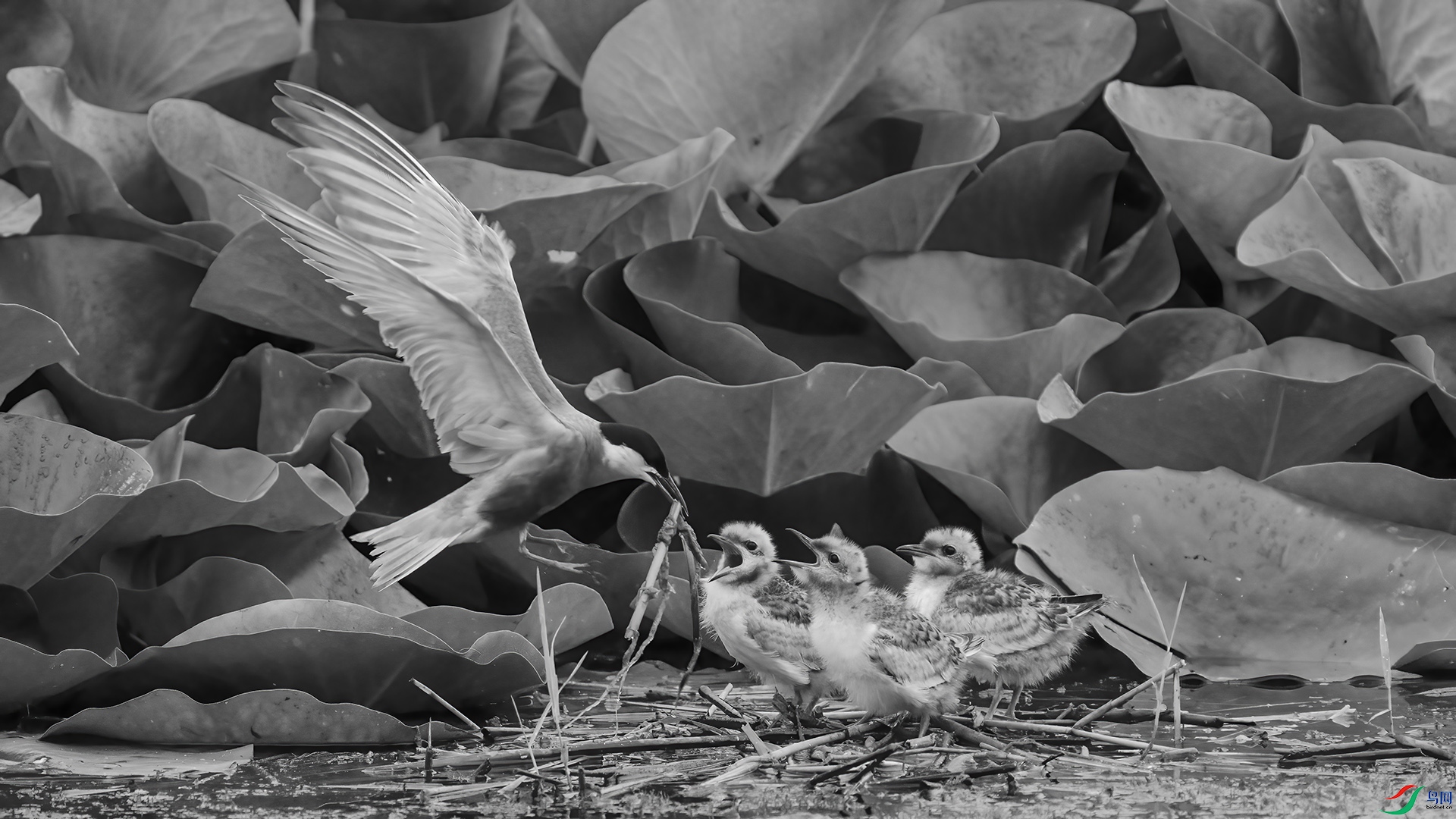 DSC04363 ����.jpg