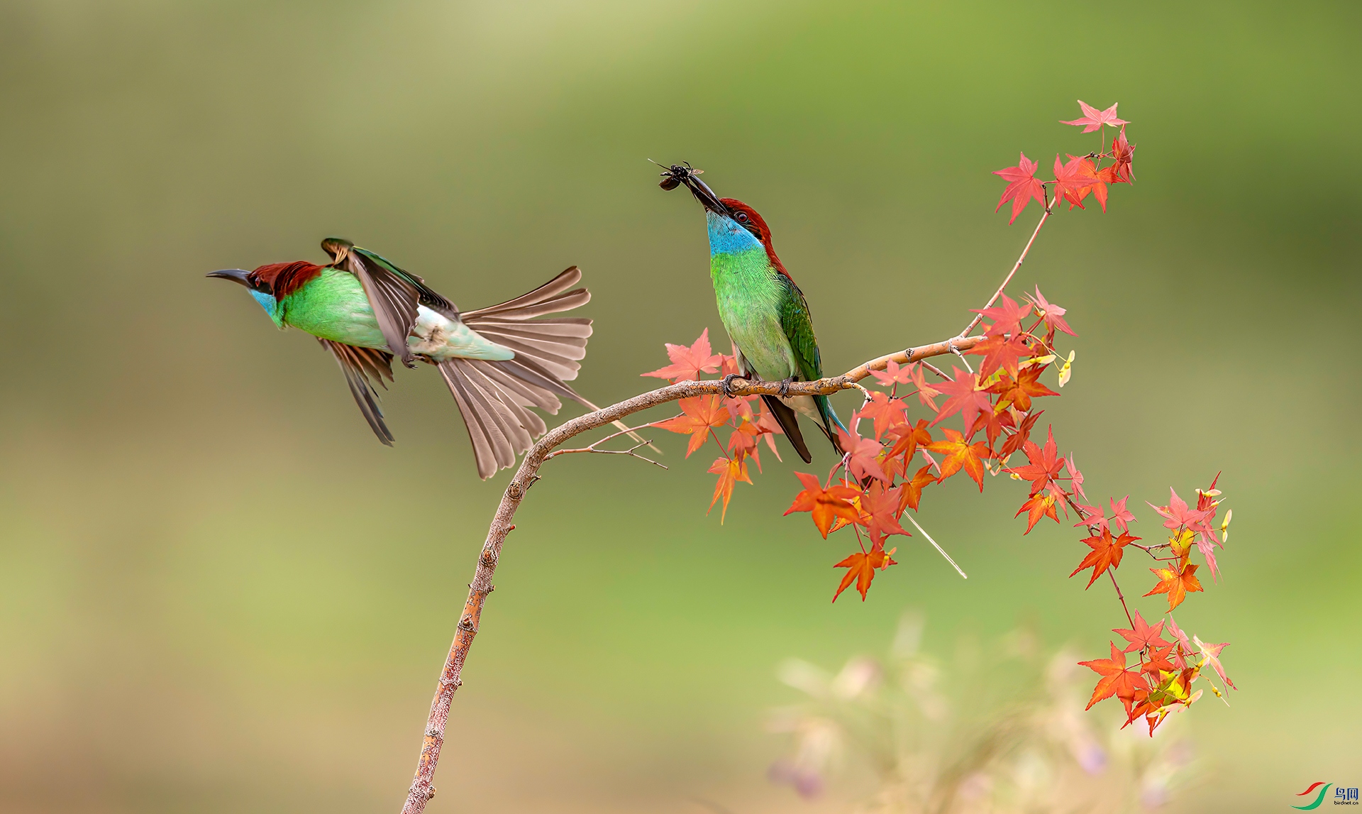 407A2047 ����-Sha----1 .jpg