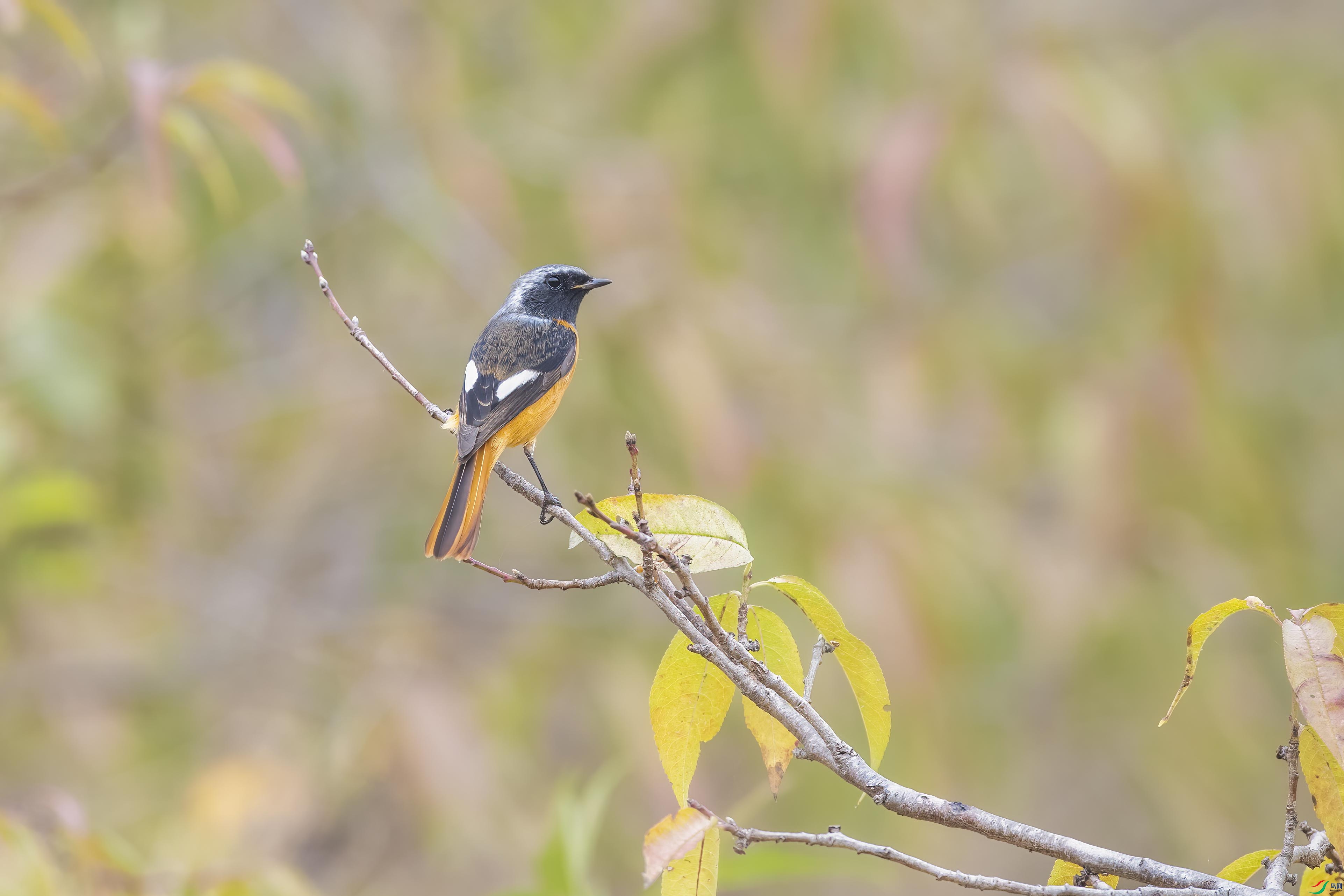 DSC_7197 ����.jpg