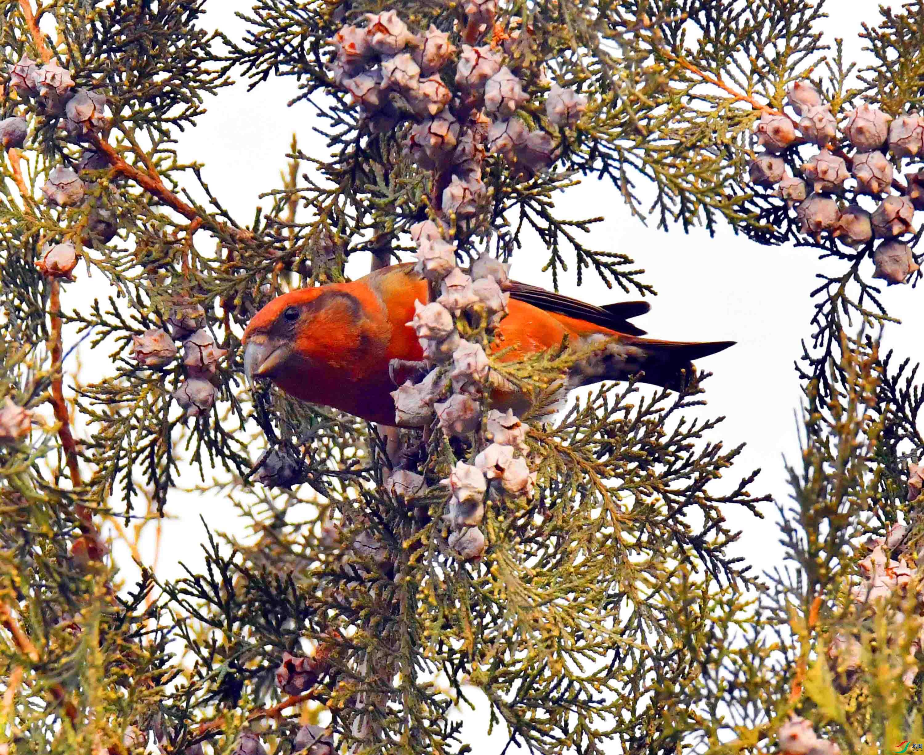 DSC_5097.JPG