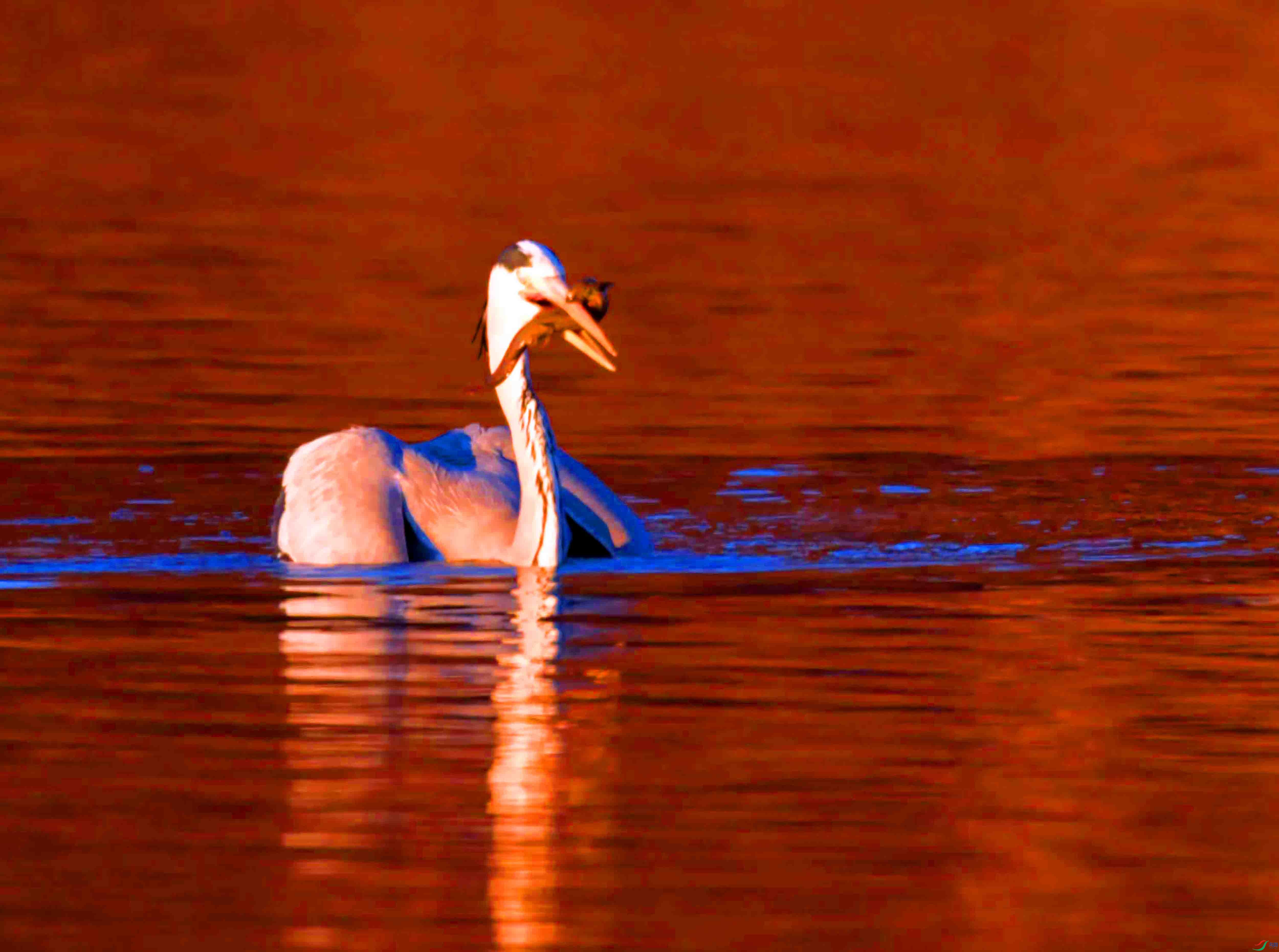 DSC_2605.JPG