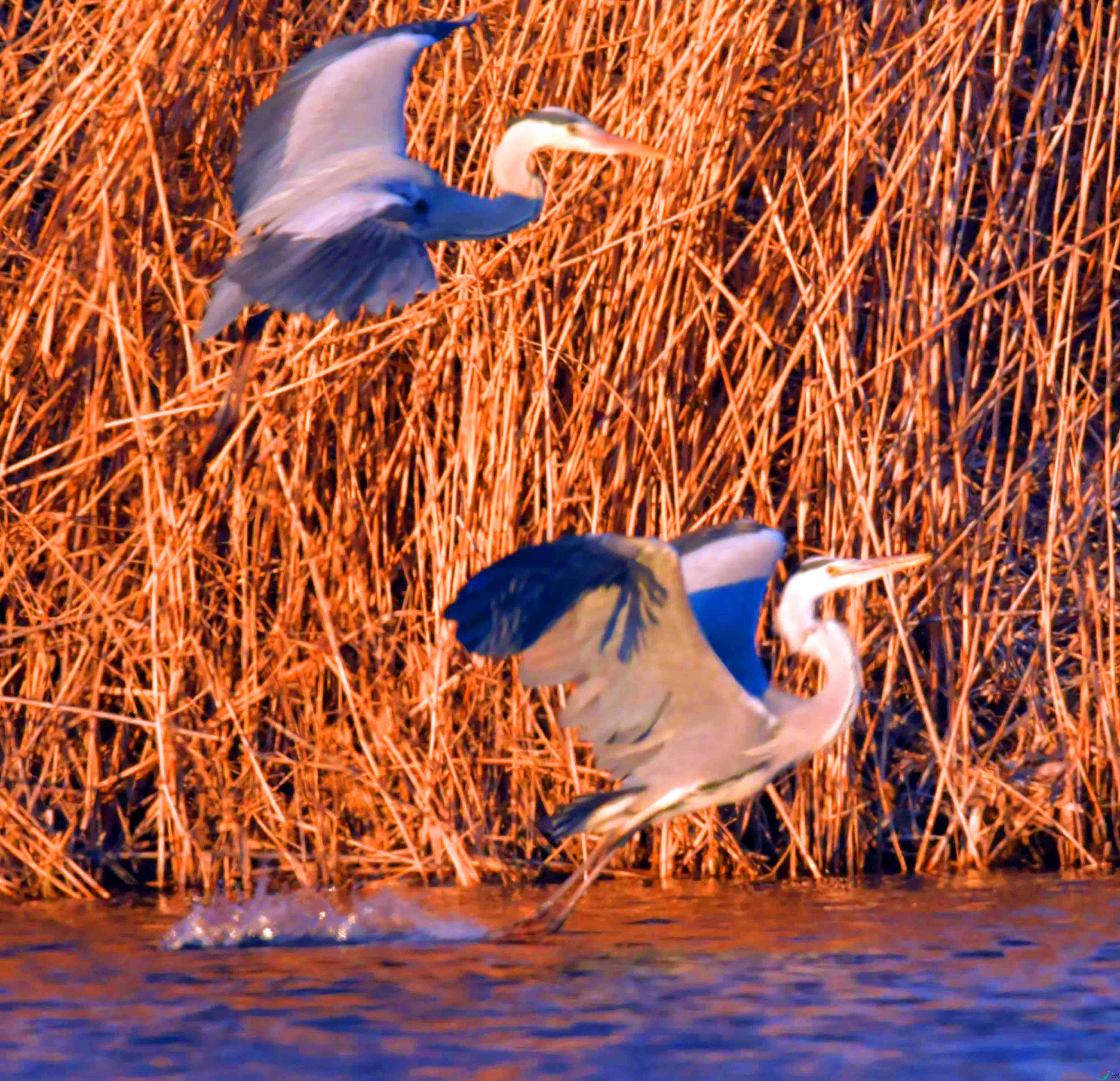 DSC_2637.JPG