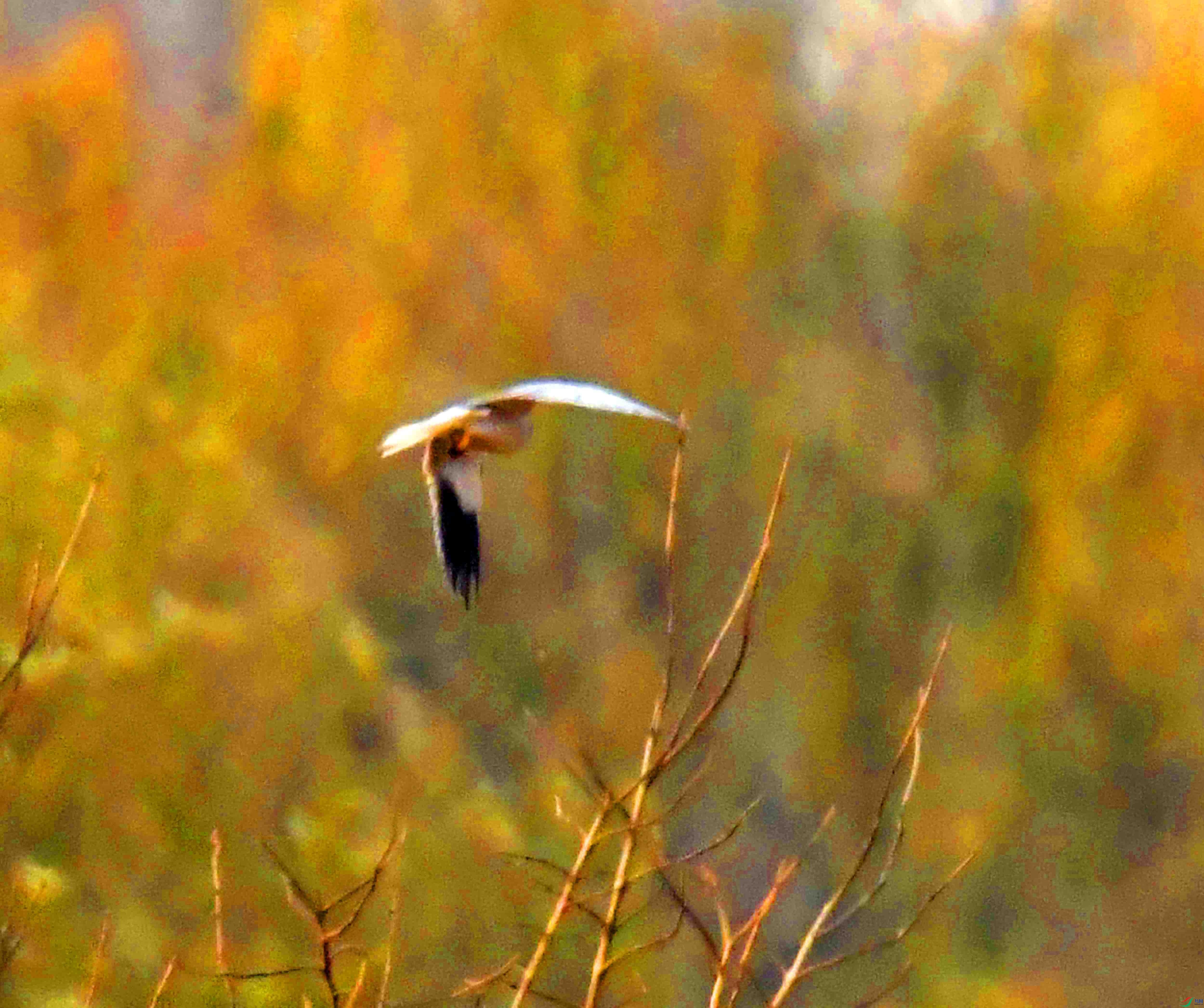 DSC_4516.JPG