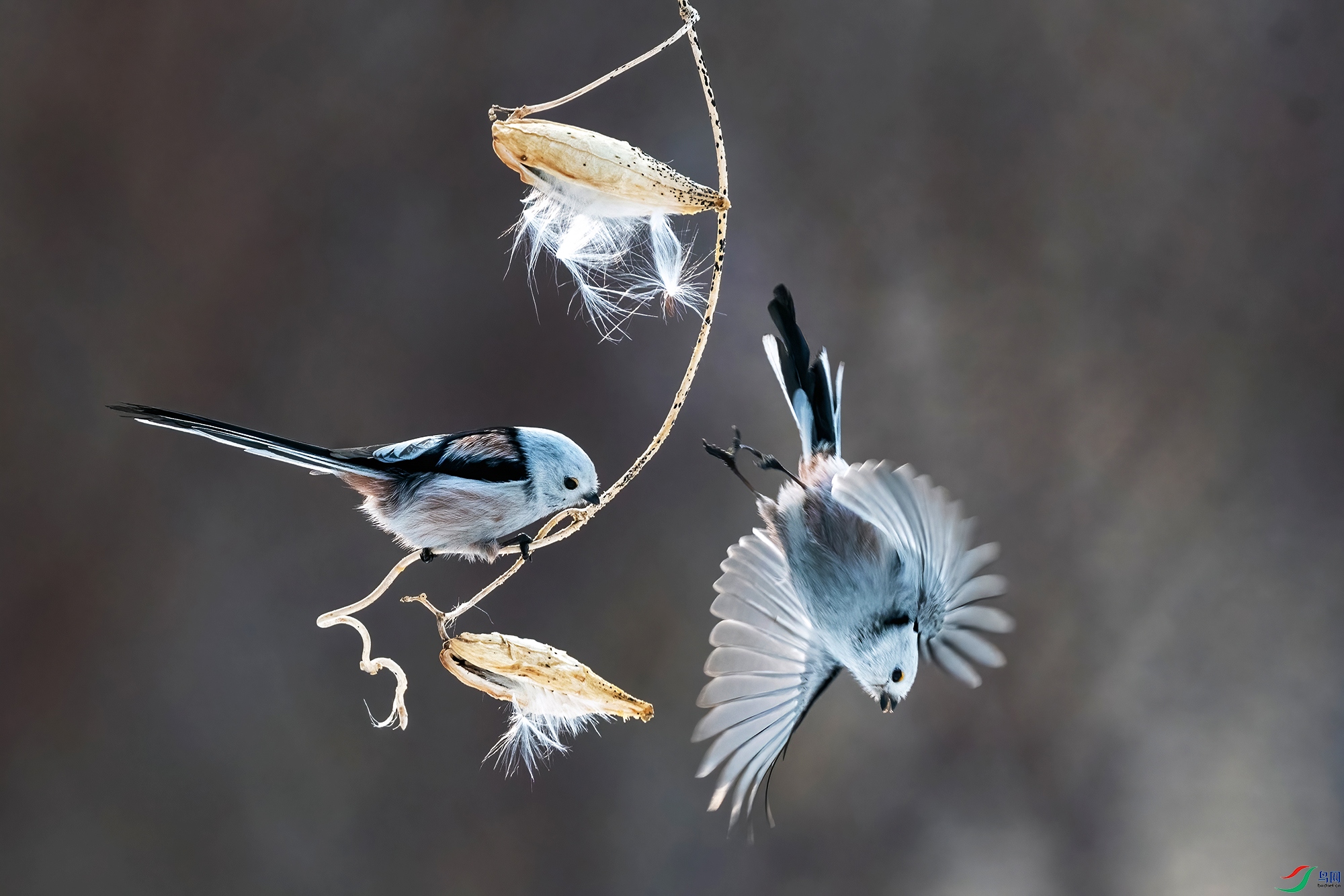 DSC_8977 V.jpg