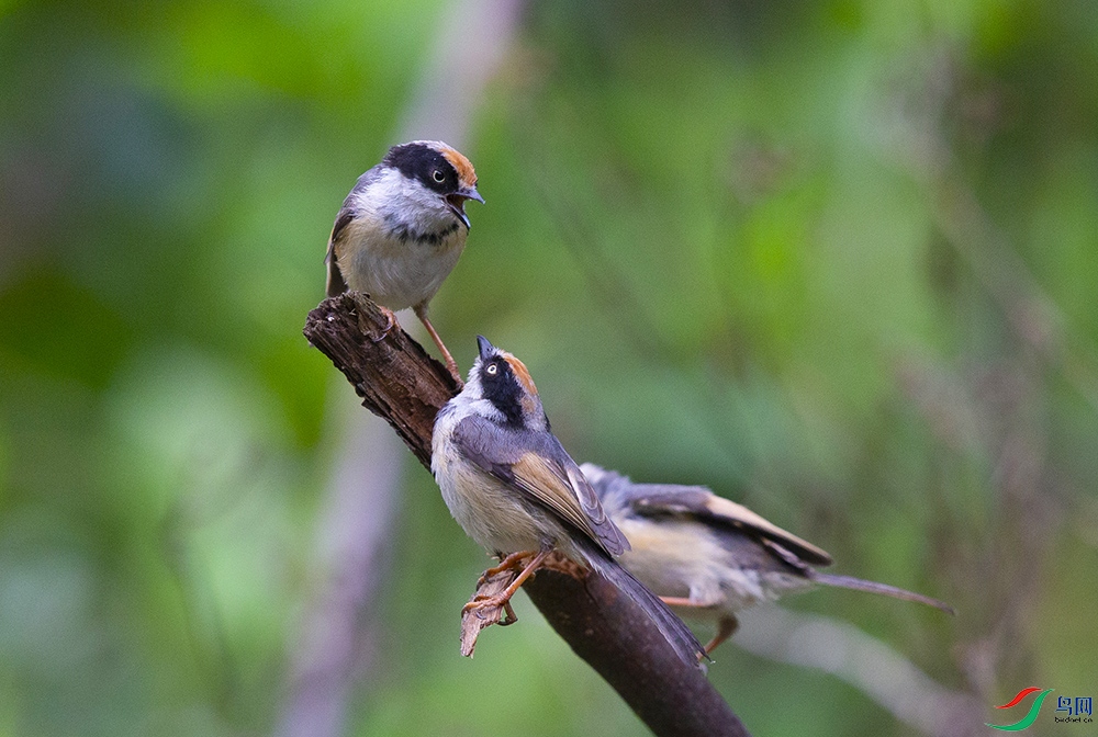 ��ͷ��βɽȸ (2).jpg