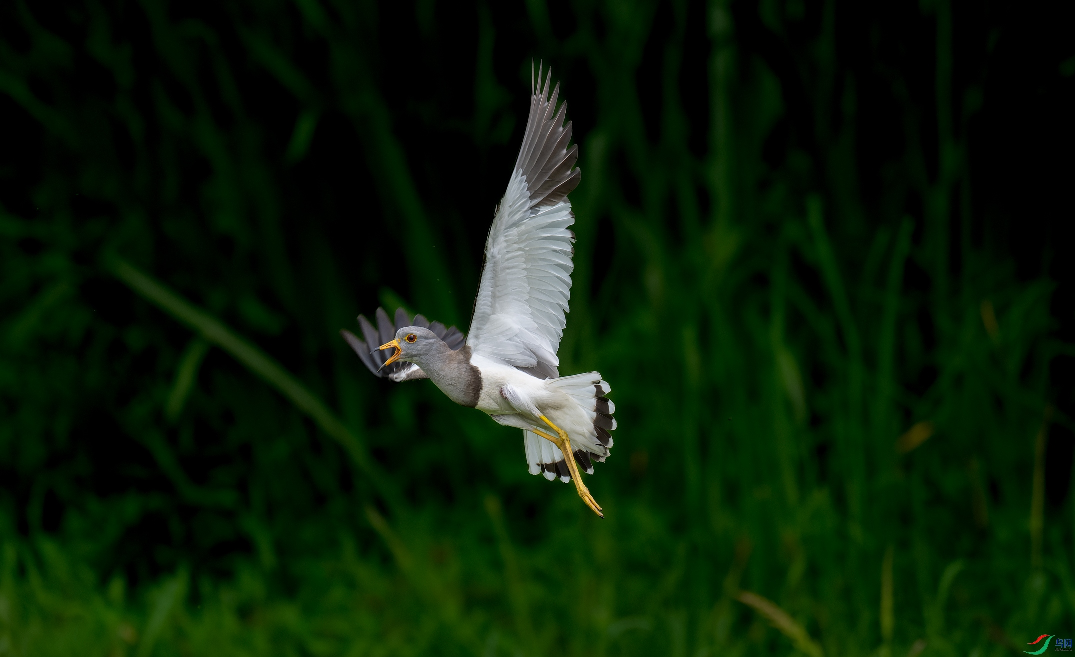 _DSC4325-NEF_DxO_DeepPRIME-1.jpg