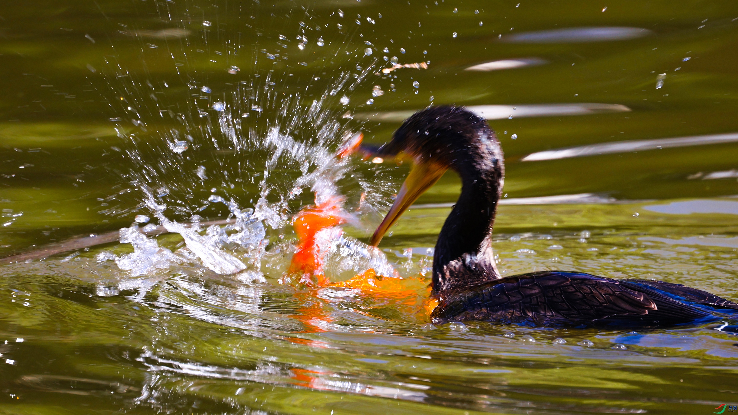 381A1458 ���� 00.jpg