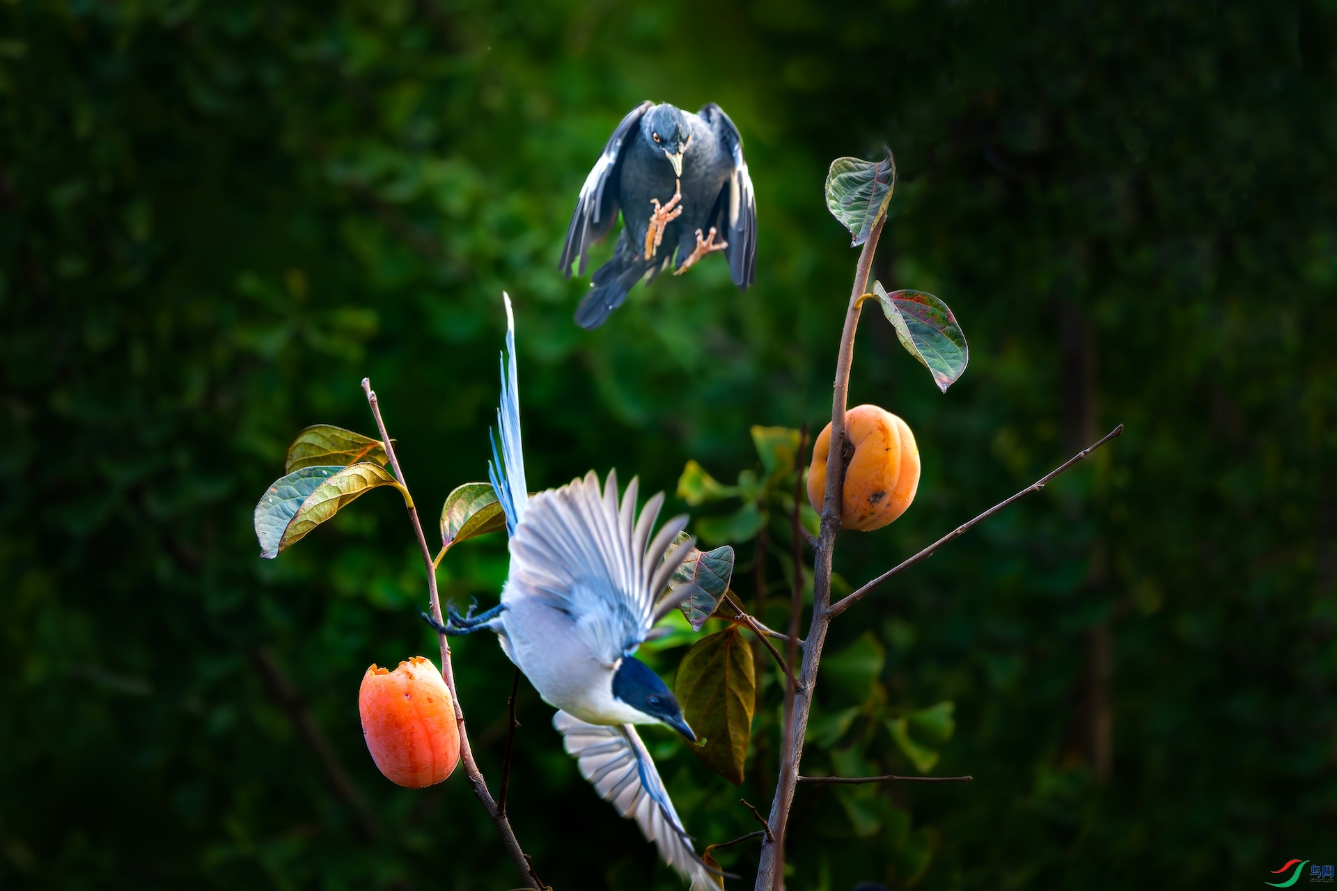 7_XXL9110-����ǿ-NR-1 2.jpeg