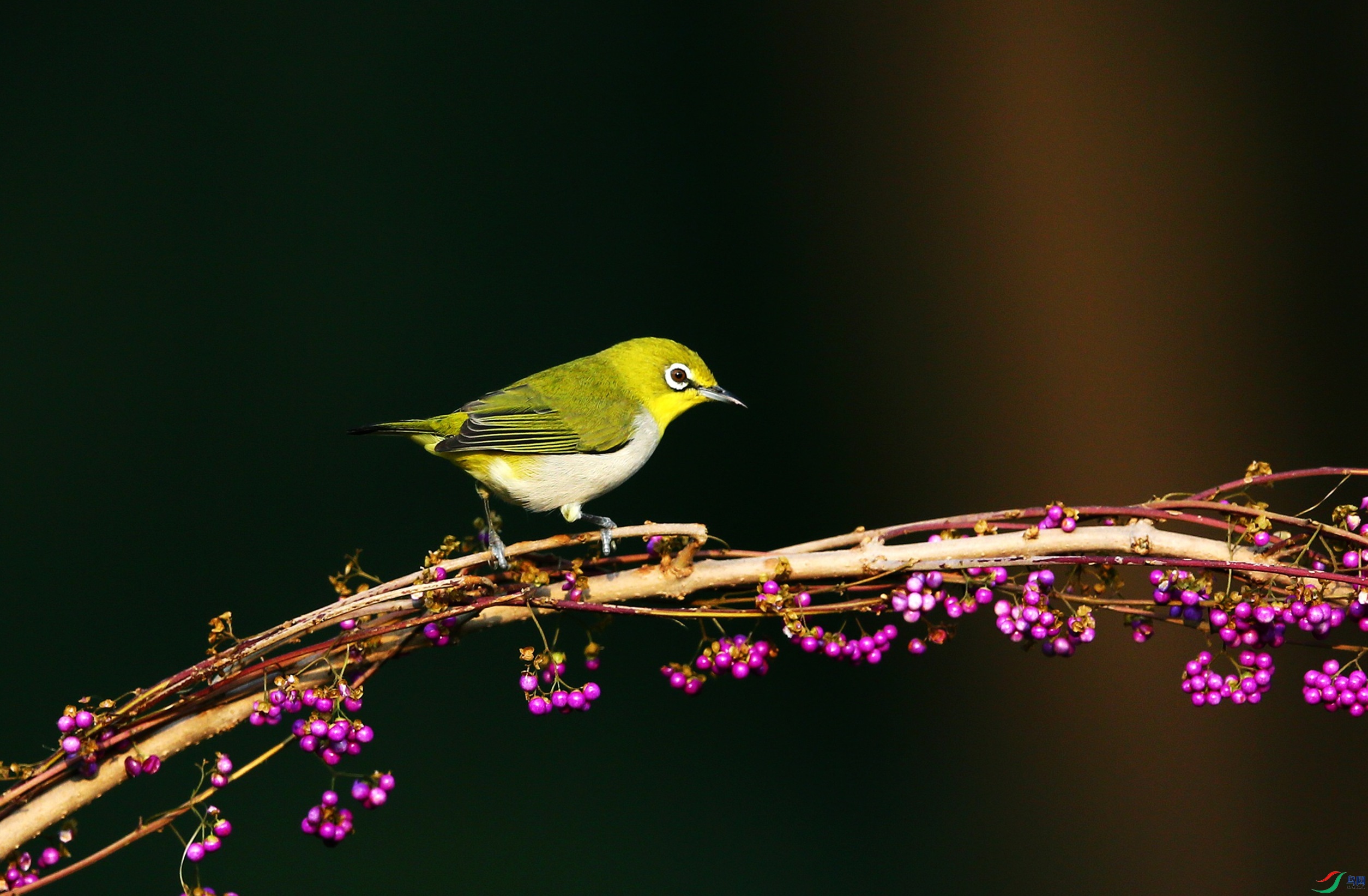 ���������� (1).JPG