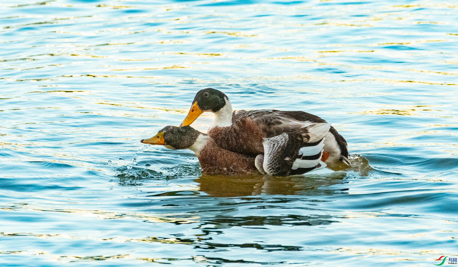 DSC_5092.jpg