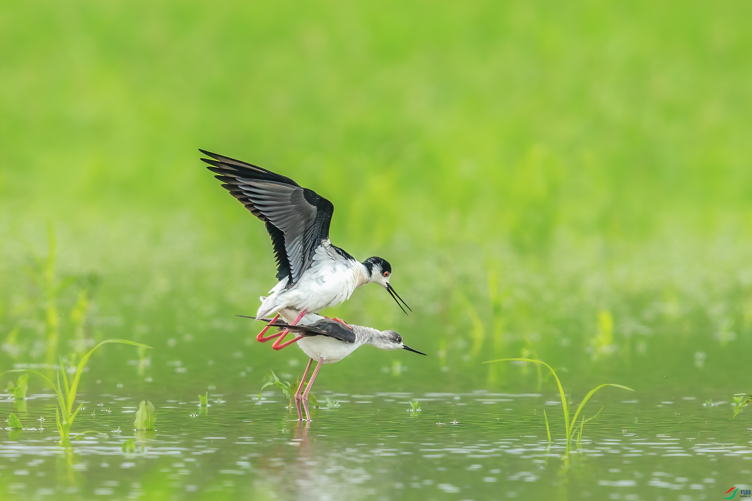 C09R0083 ����.jpg