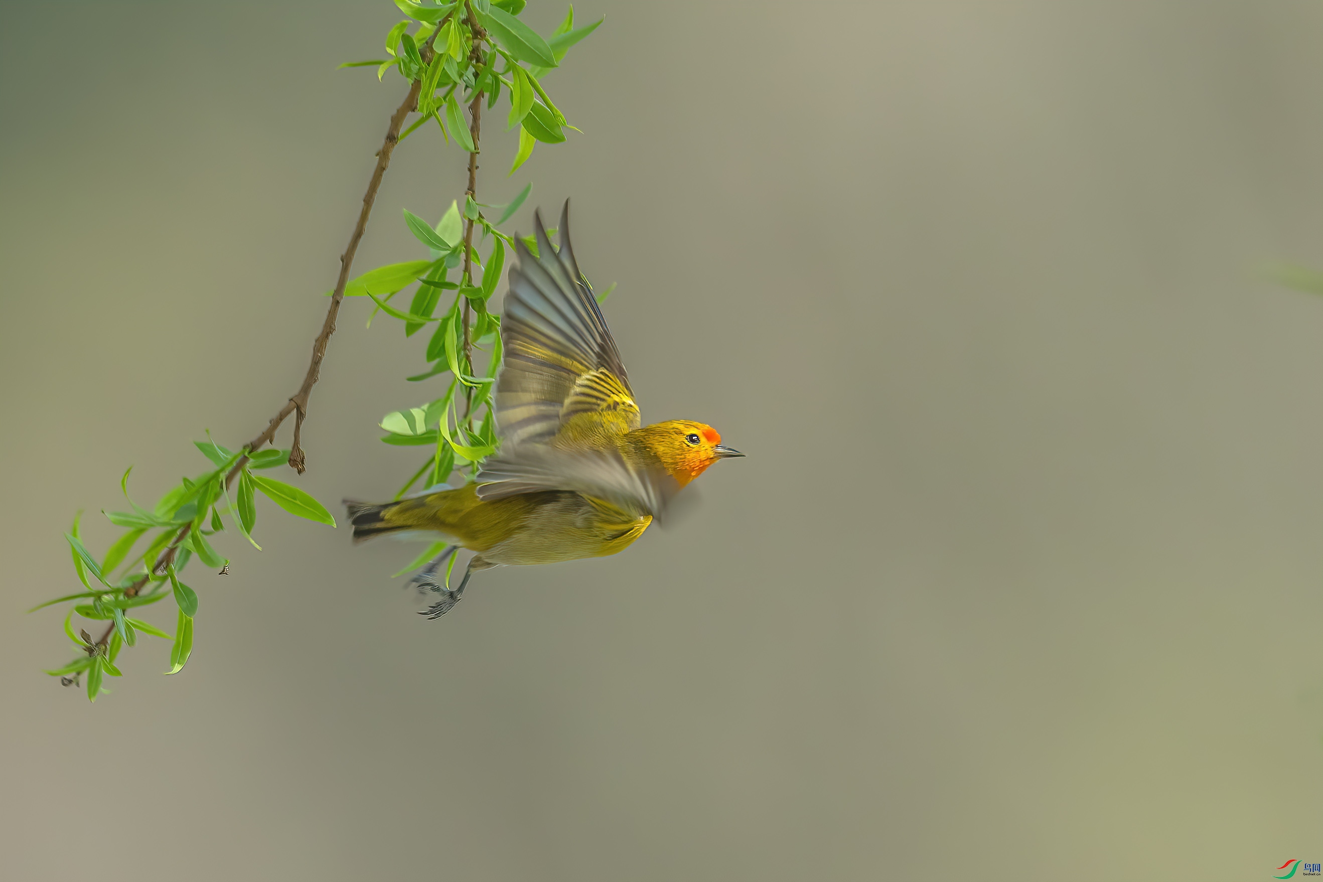 C09R3737 ����.jpg