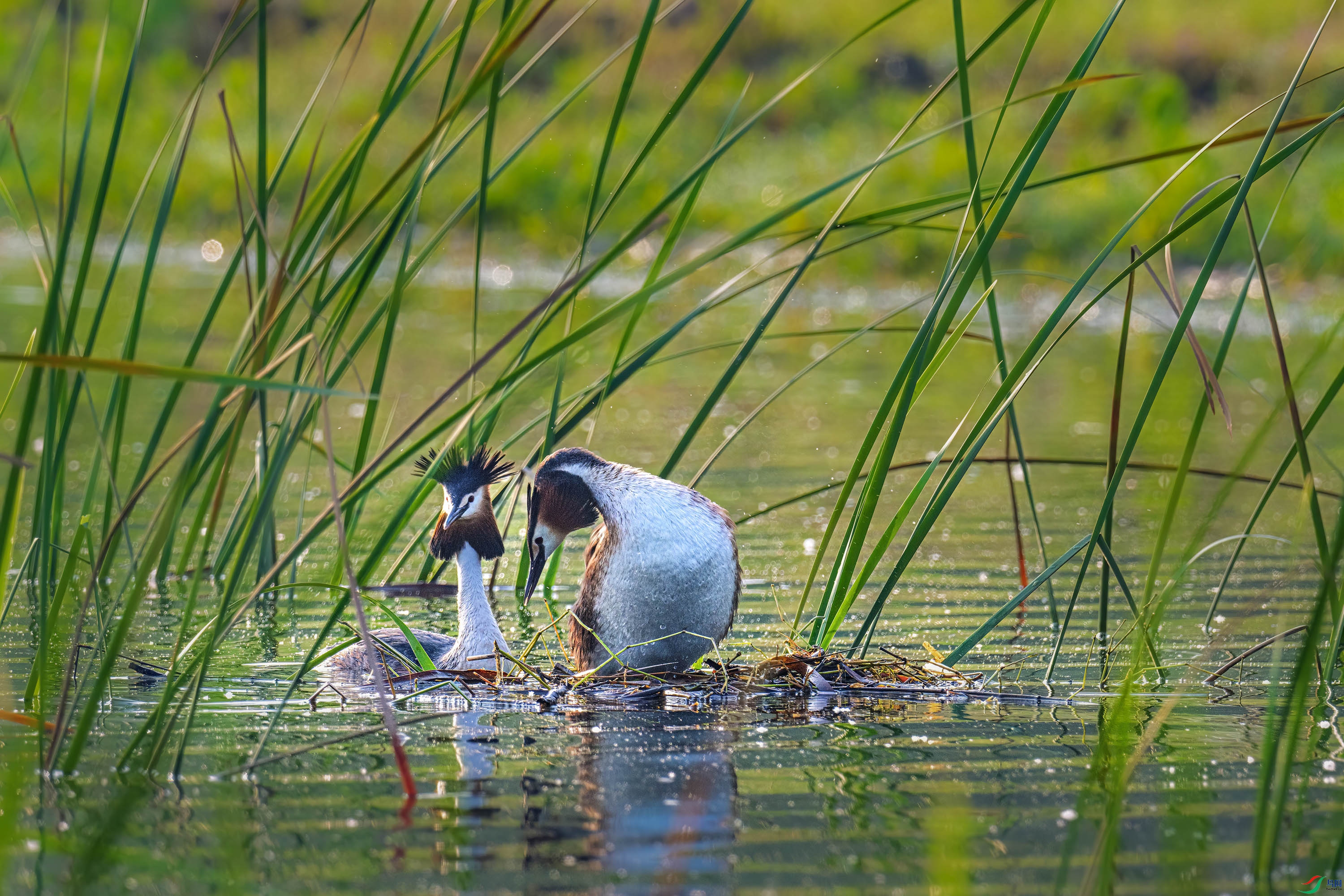 DSD_8583-2.jpg