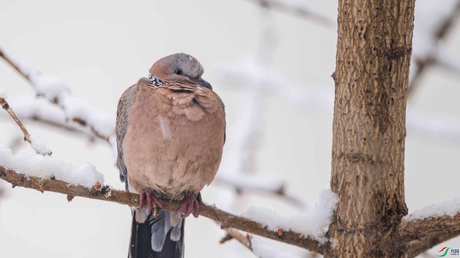 1_DSC9267-����ǿ-NR ����.jpg111.jpeg