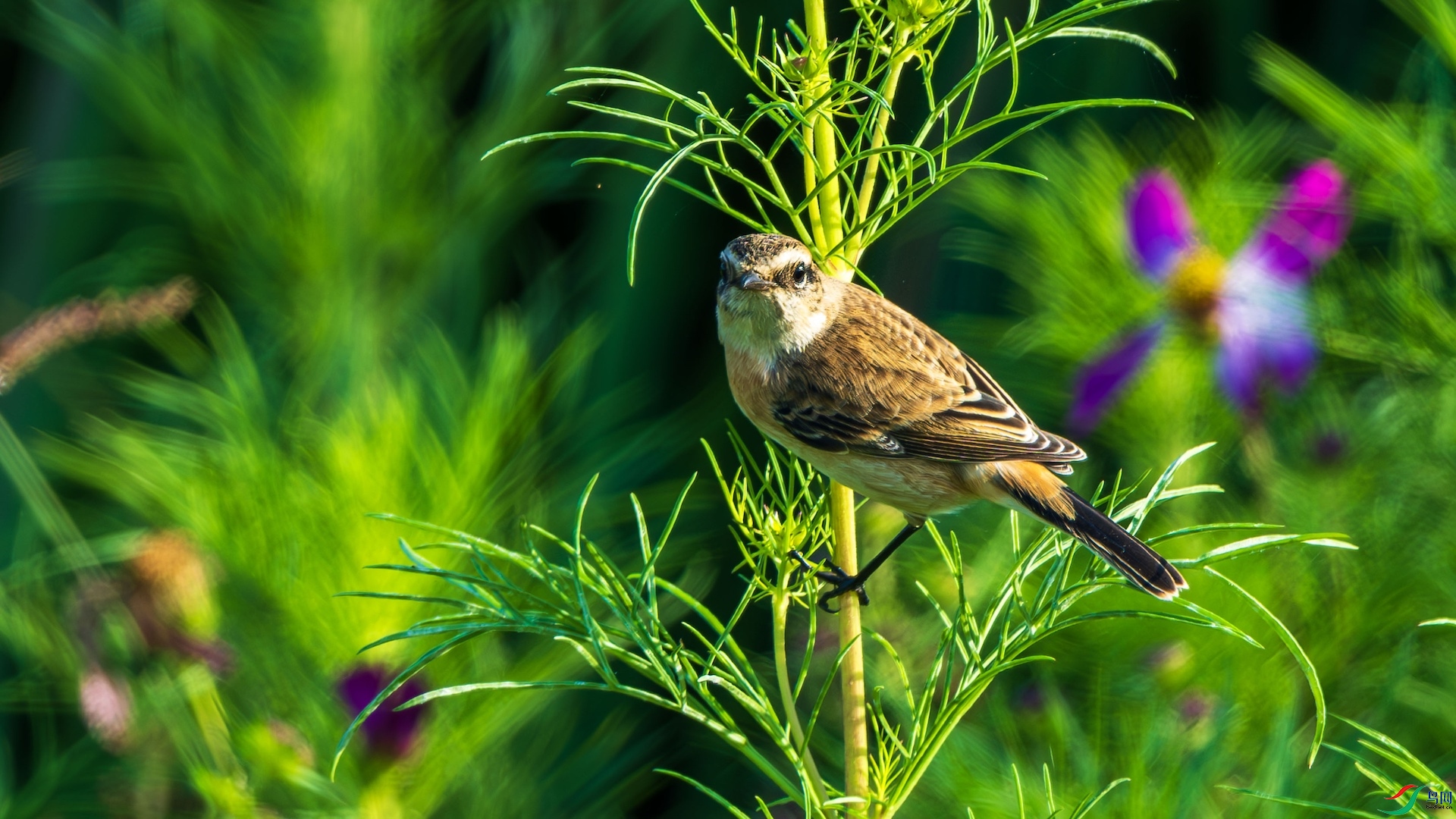 1DSC_2968-����ǿ-NR ����.jpeg