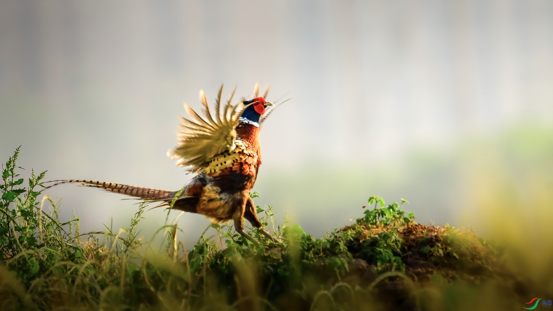 2_XXL7239 ����.jpeg