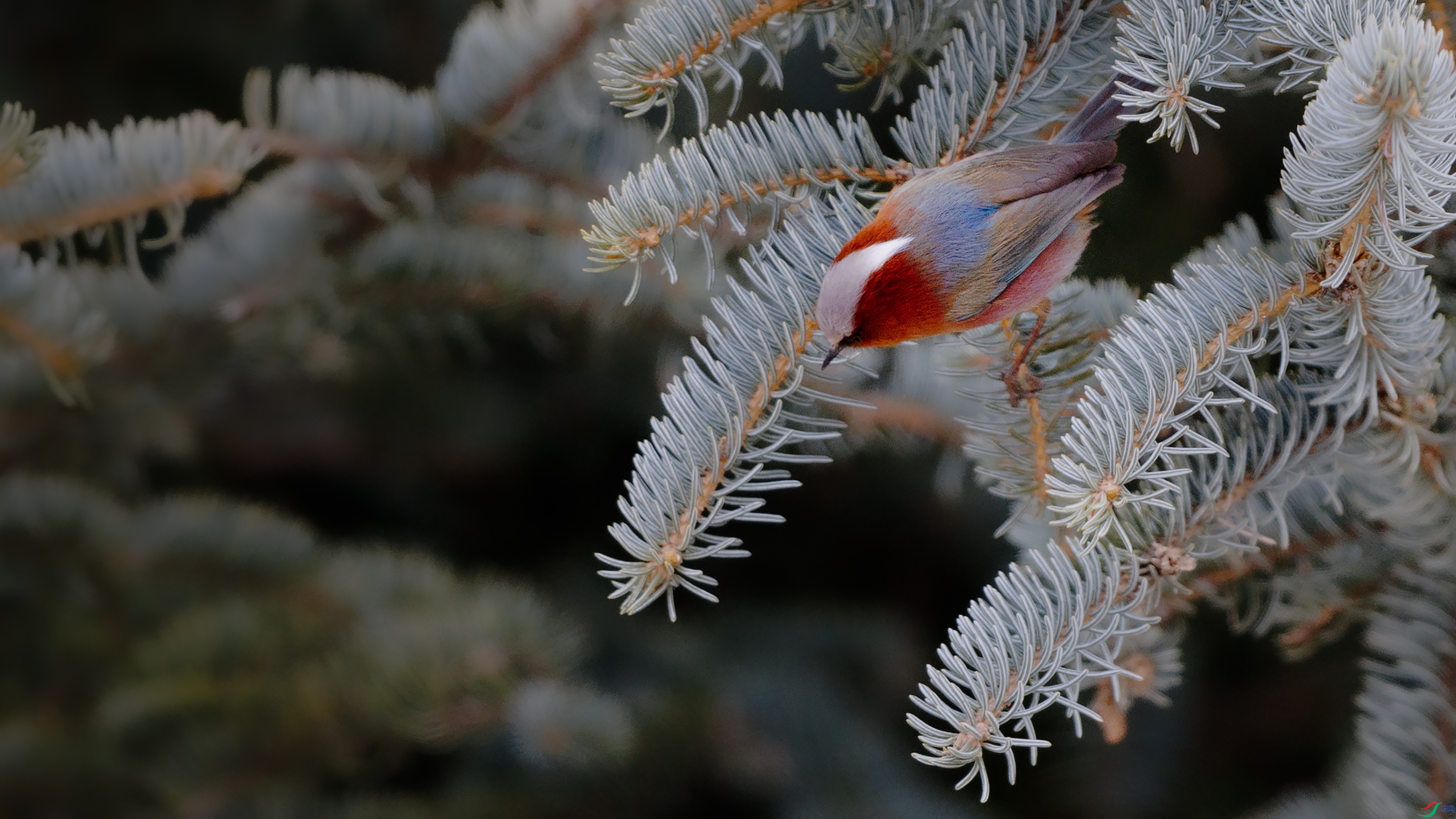 7X5A0017 ����.jpg