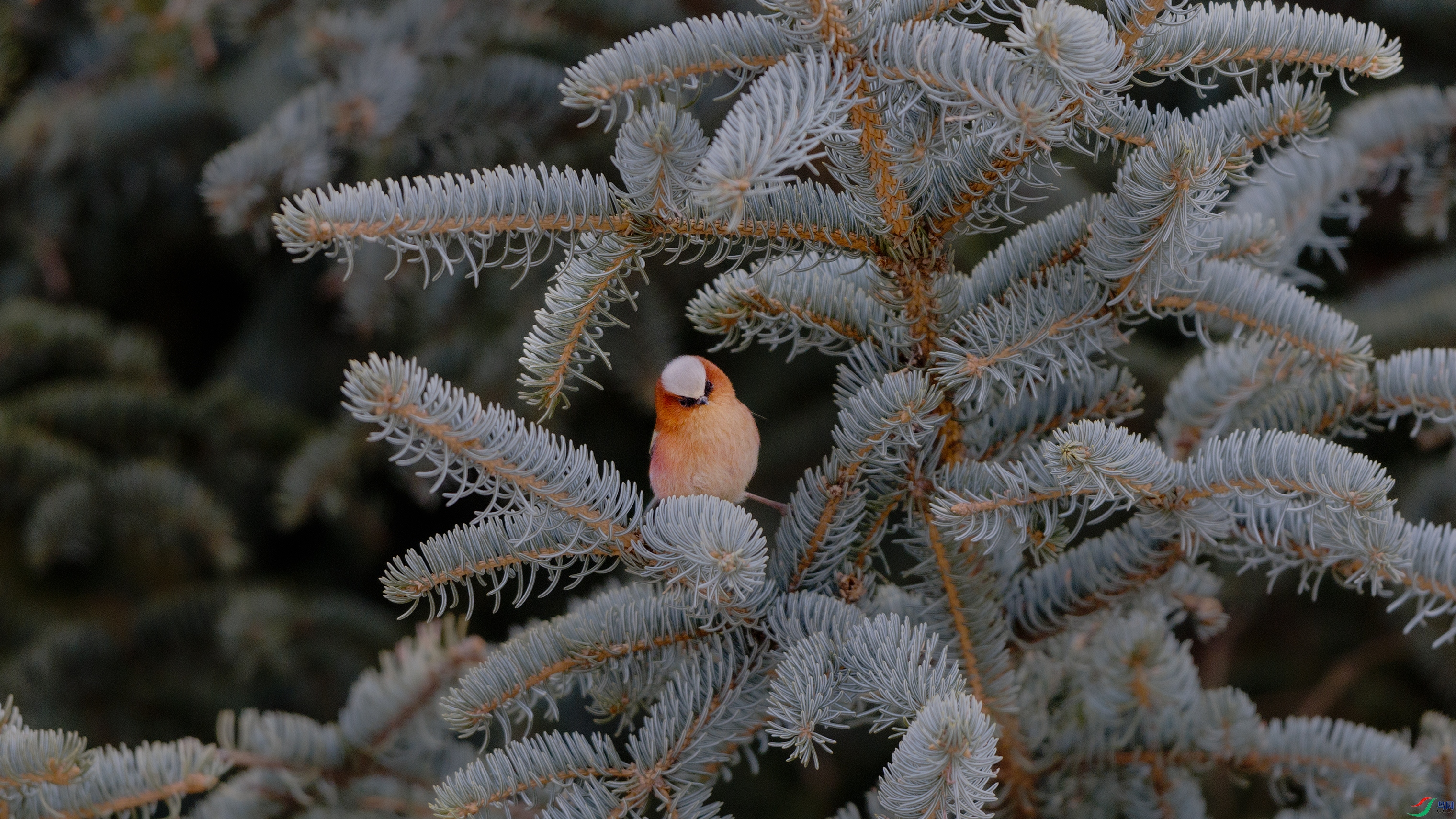 7X5A0035-2 ����000.jpg