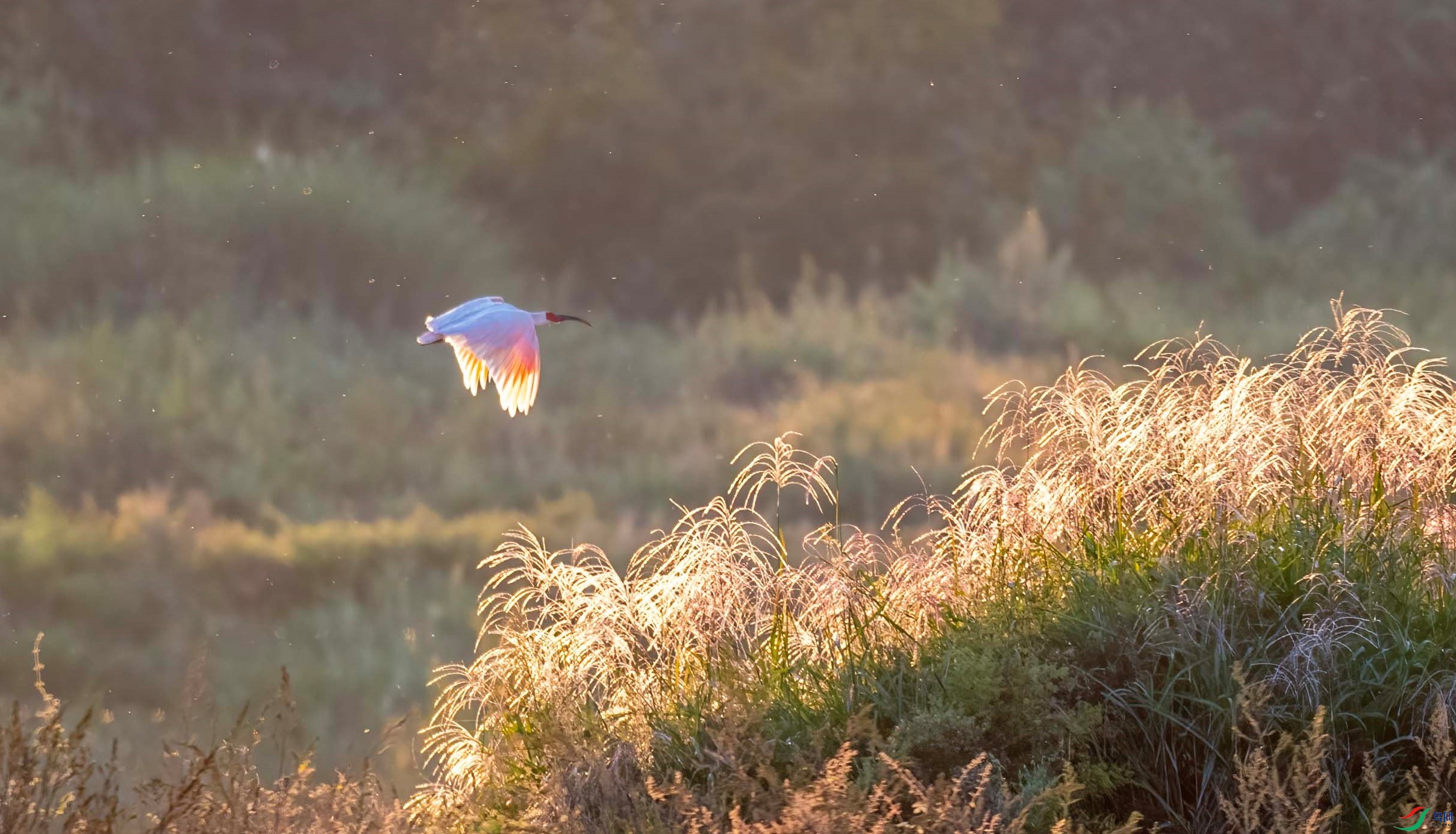 DSC_3997 ����.jpg