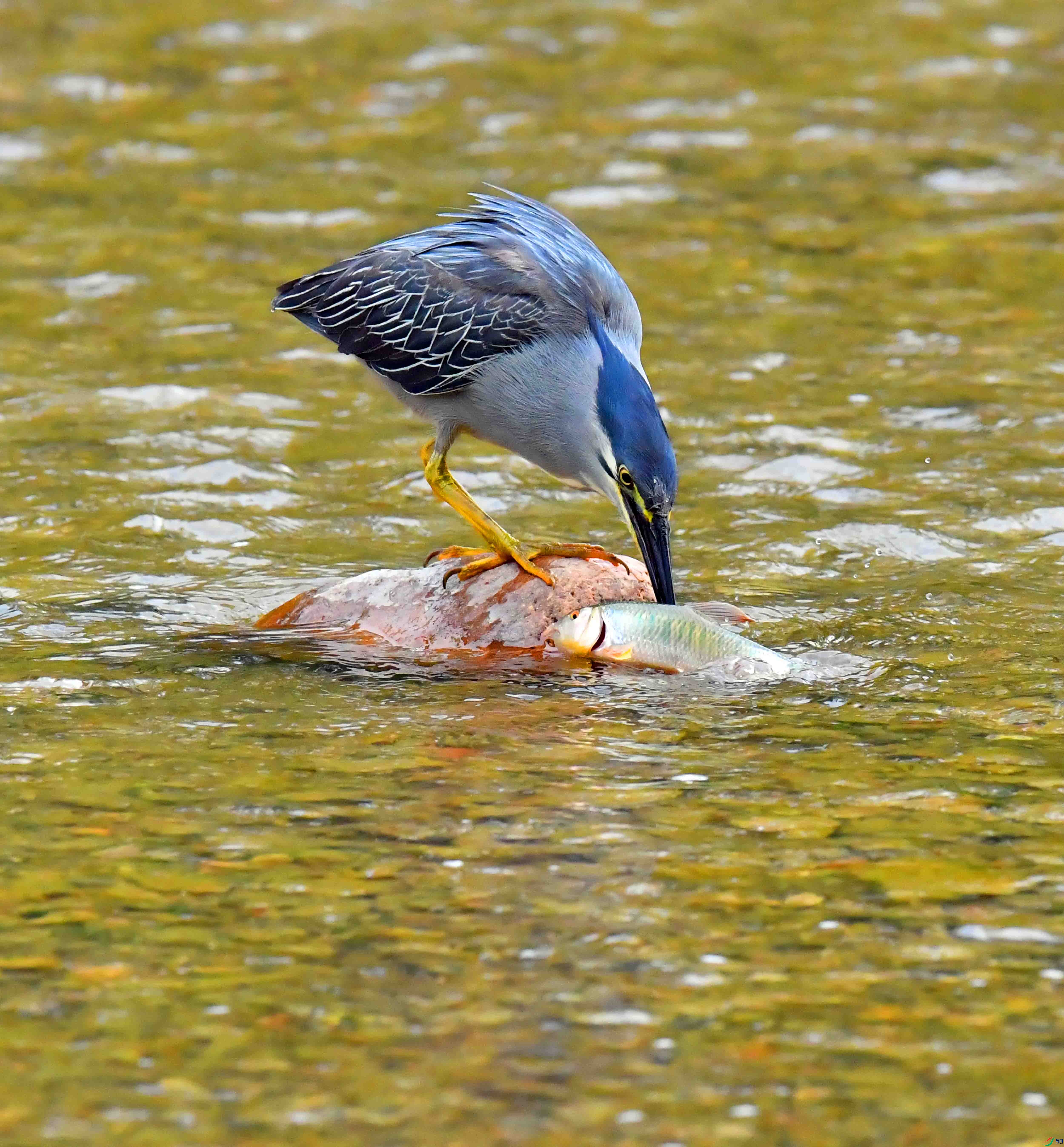 DSC_0634.JPG