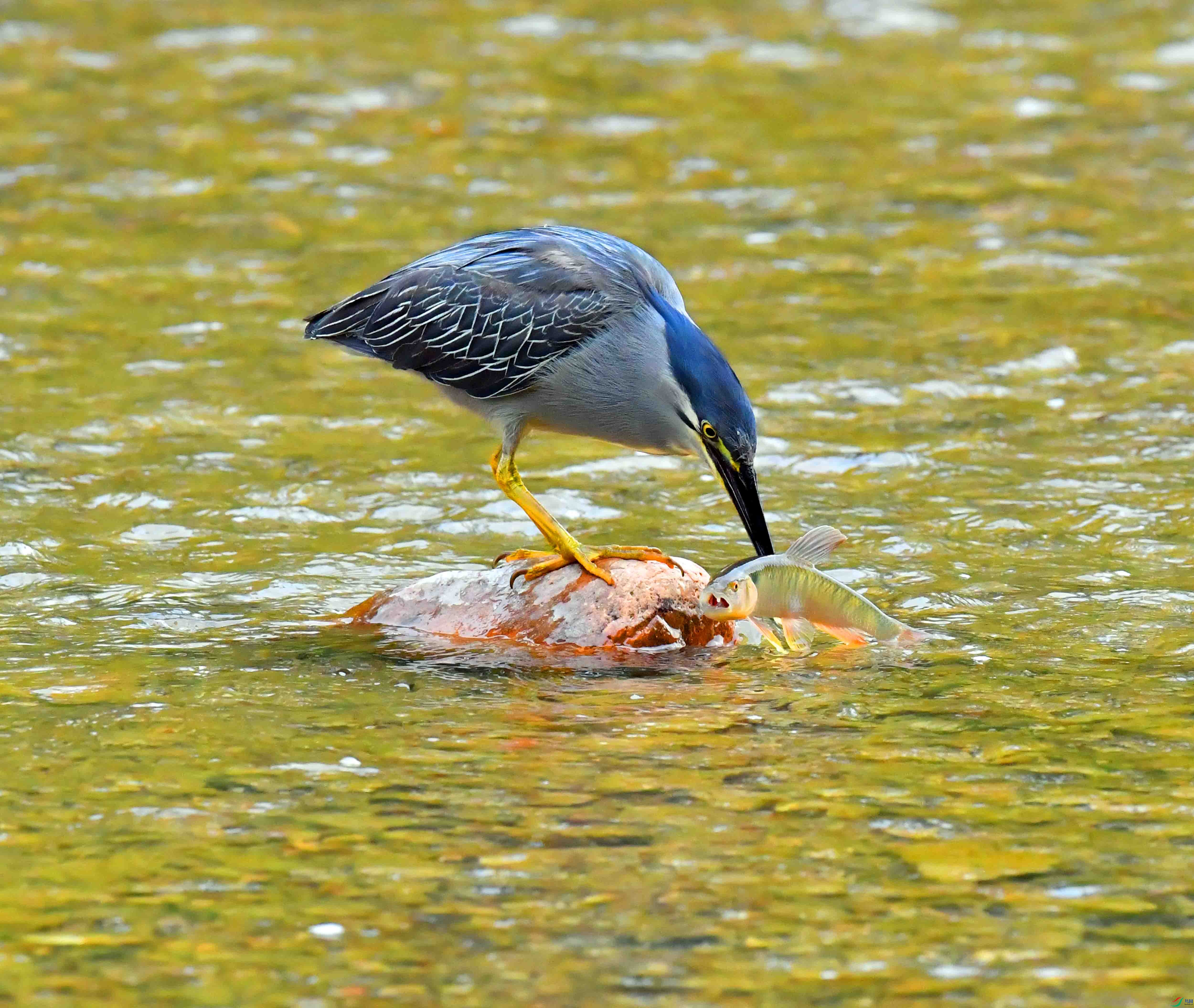 DSC_0636.JPG