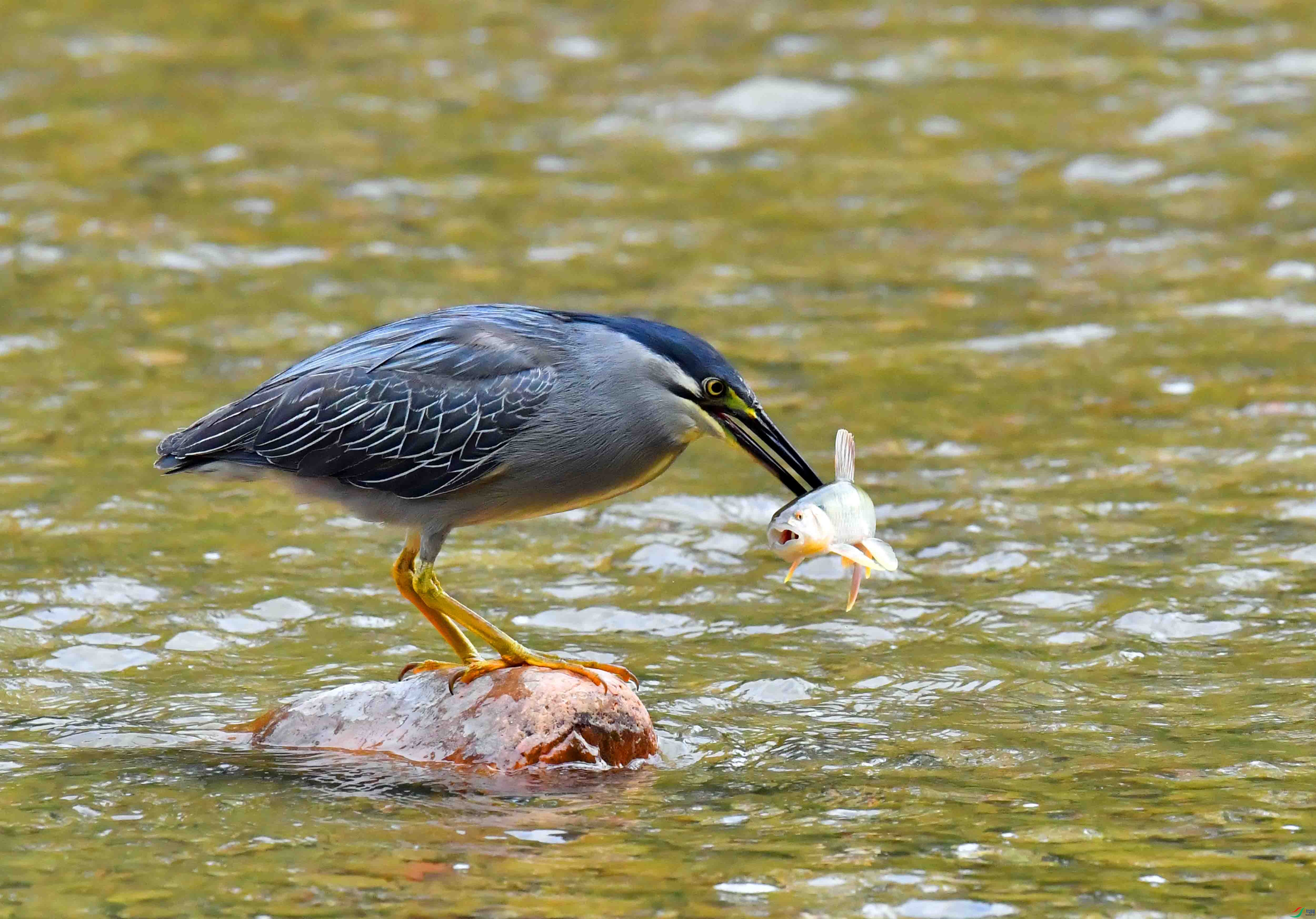 DSC_0642.JPG