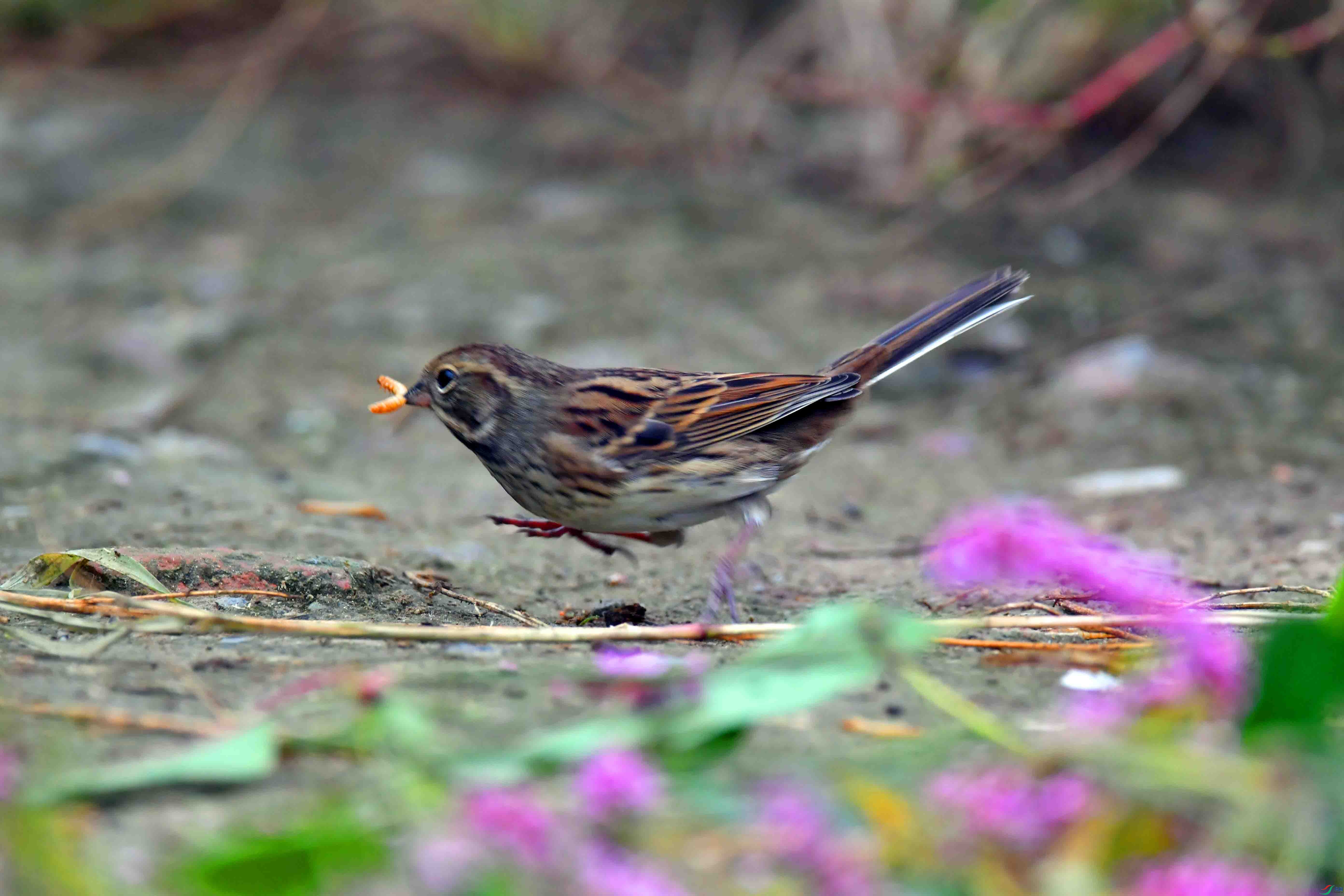 DSC_2371.JPG