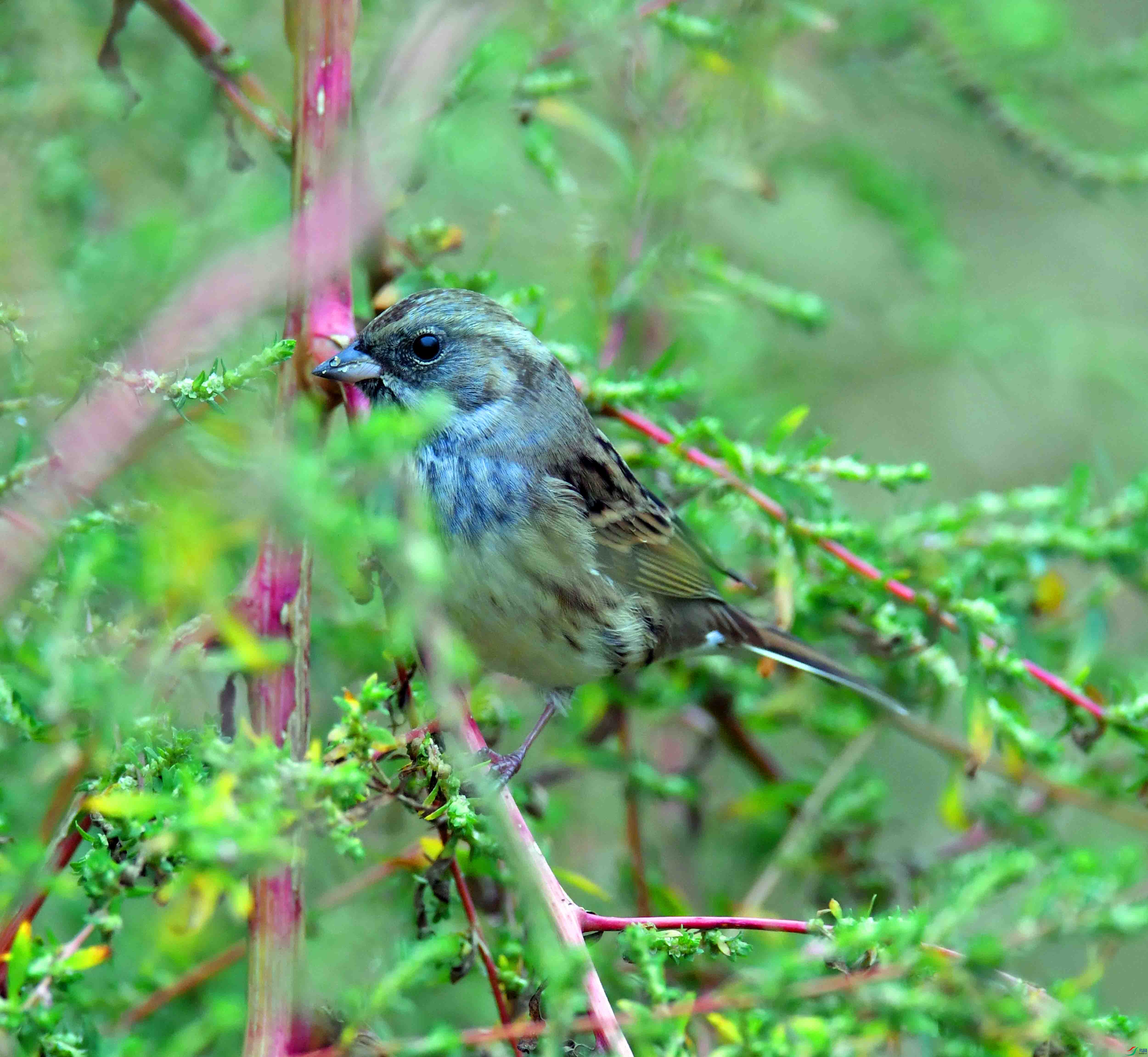 DSC_2572.JPG